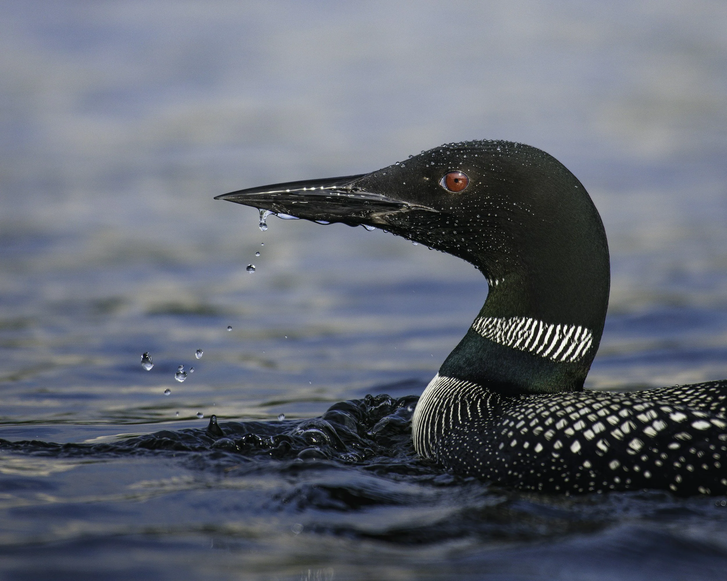 A common loon swimming in water with droplets on its black head and neck, displaying its white striped collar and patterned black and white body.