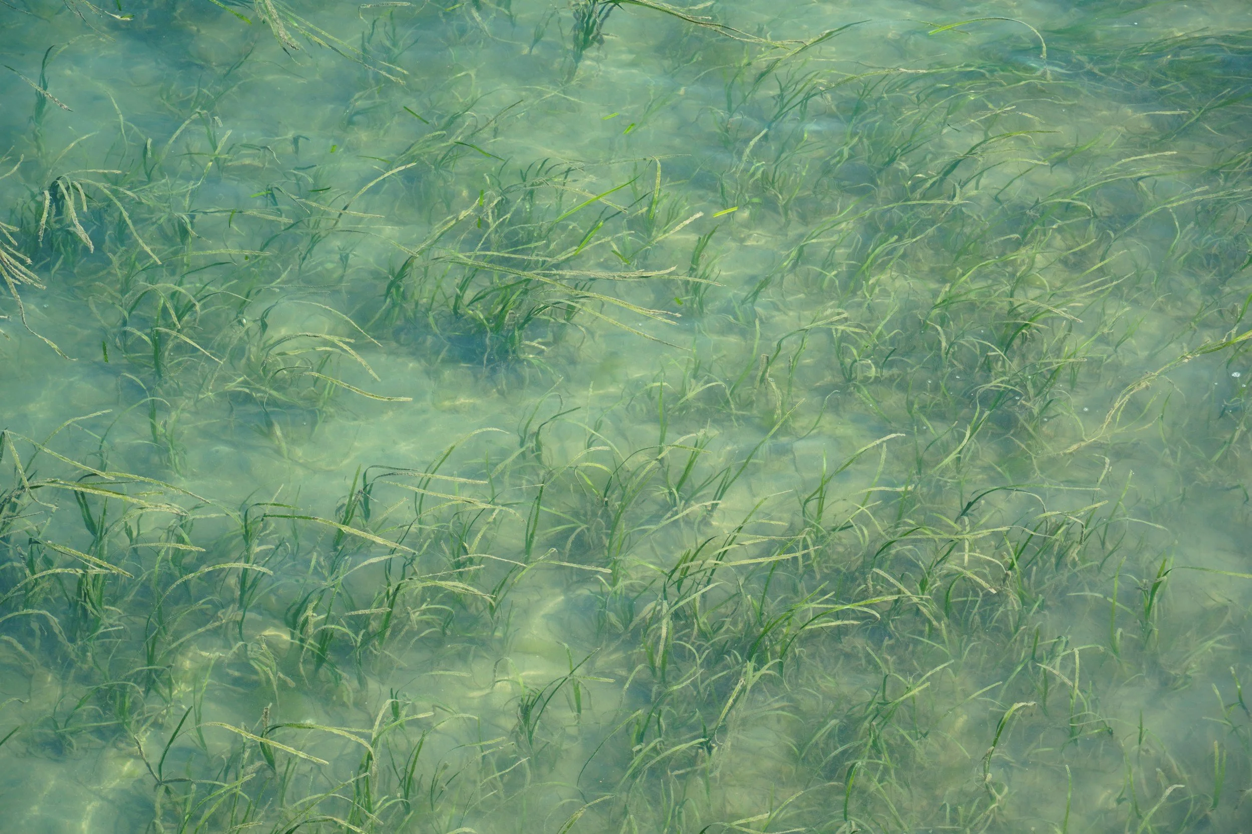 Underwater view of green aquatic plants growing in clear water with sunlight reflections.