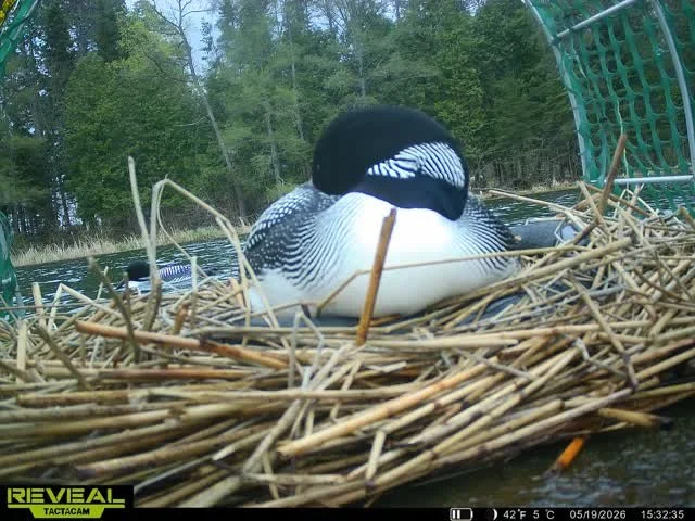 Loon Nesting 2026