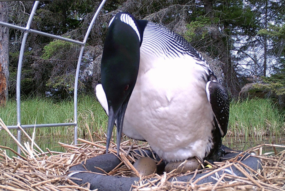 Loon Program