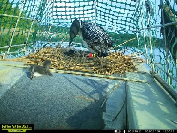 loon babies-2.jpg