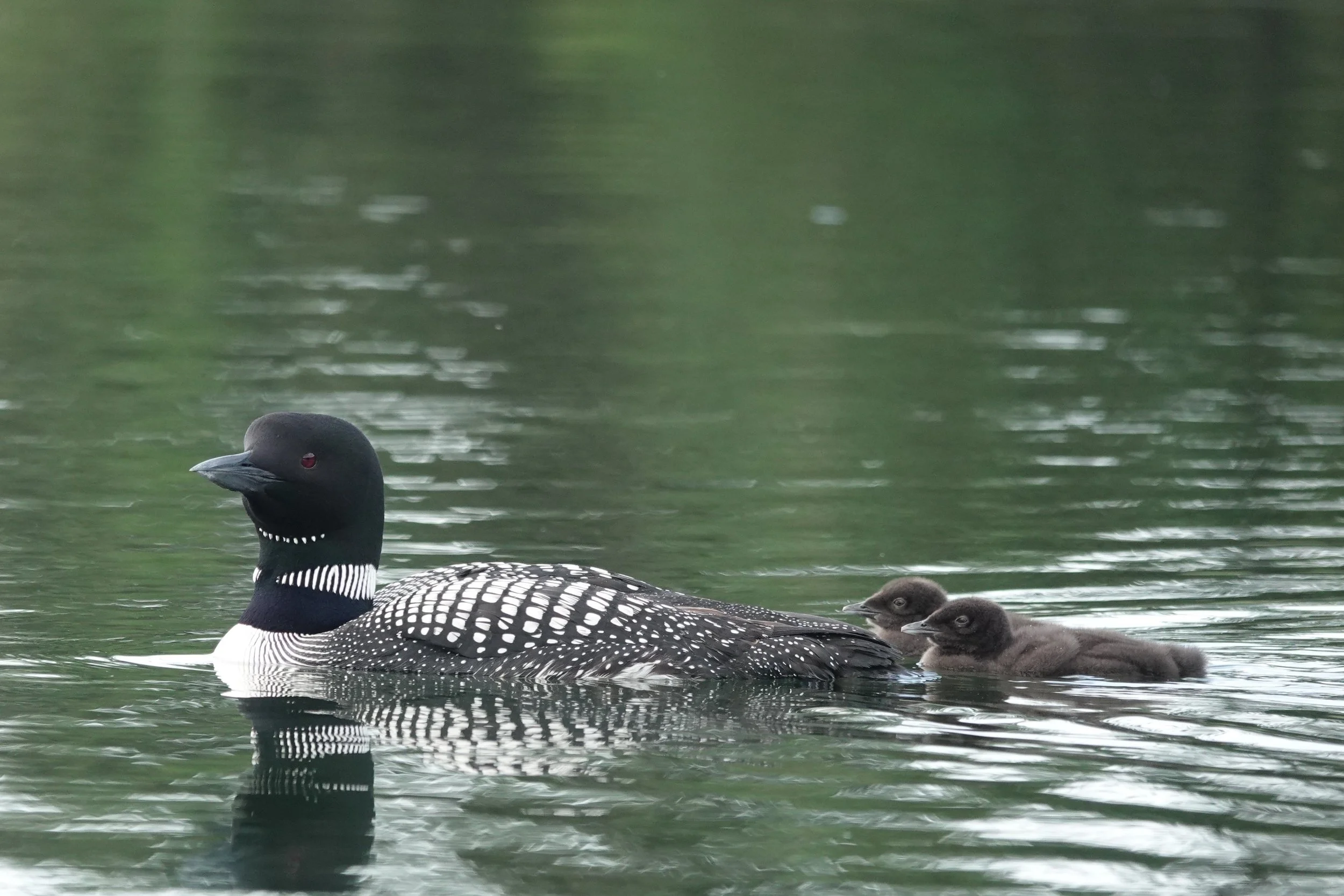 Stay safe and loon aware