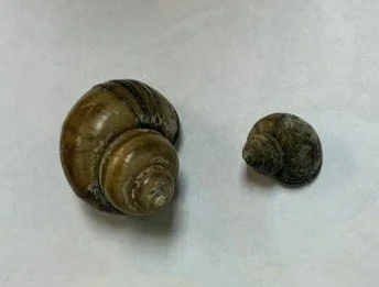 Those floating snails