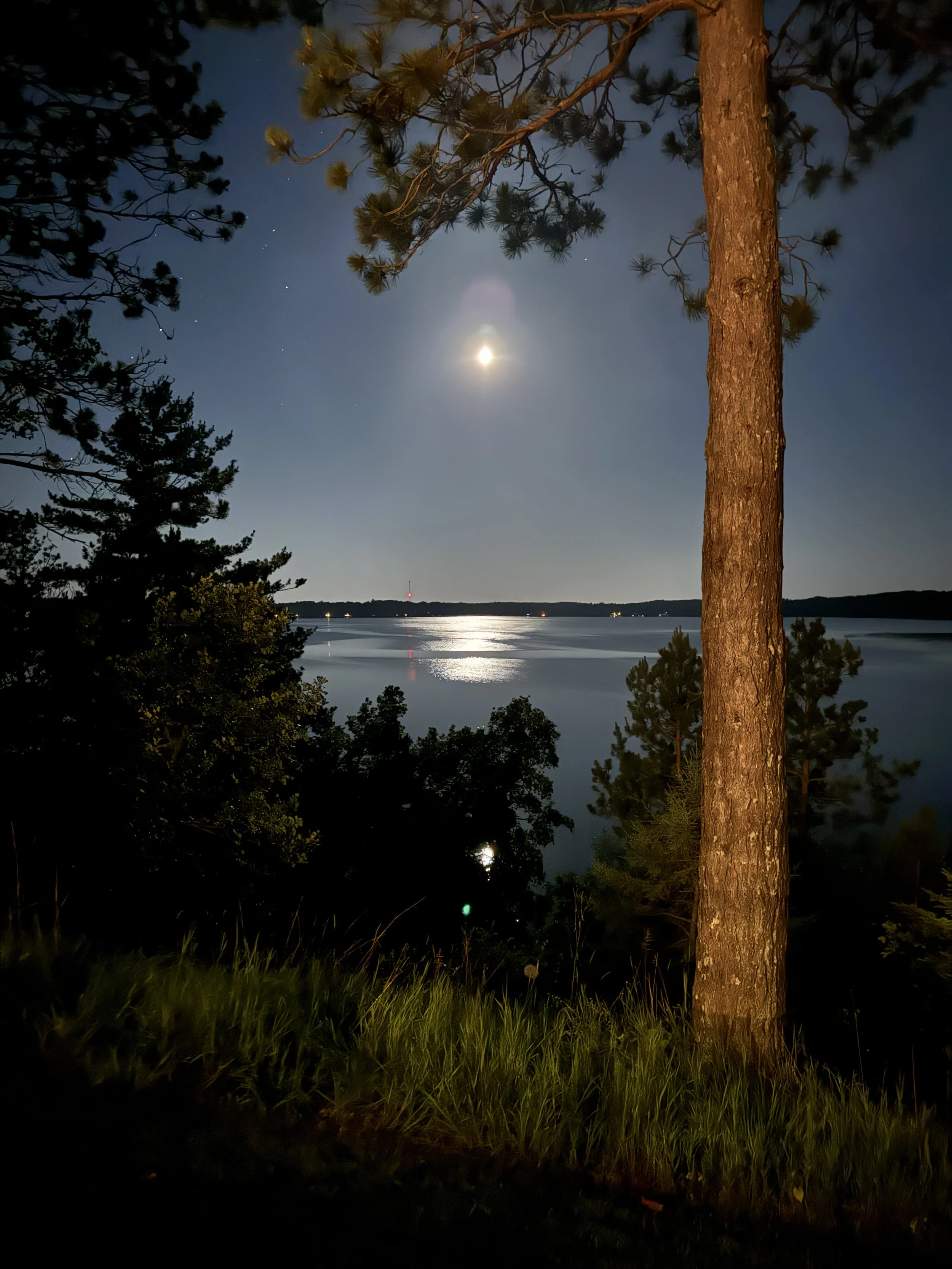 Moonlight Through the Trees