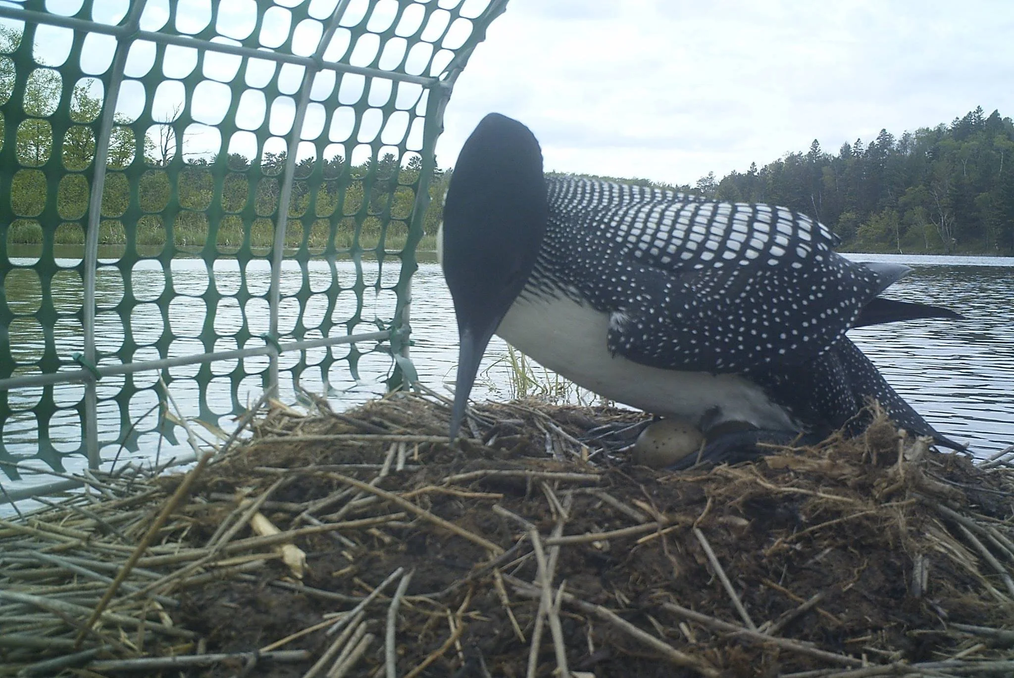 A spotted bird with a long black beak sits on a nest made of twigs, near a body of water with trees in the background.