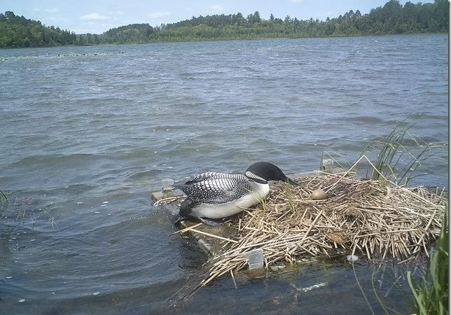 A duck resting on a nest made of reeds and grass at the edge of a lake with water and trees in the background.
