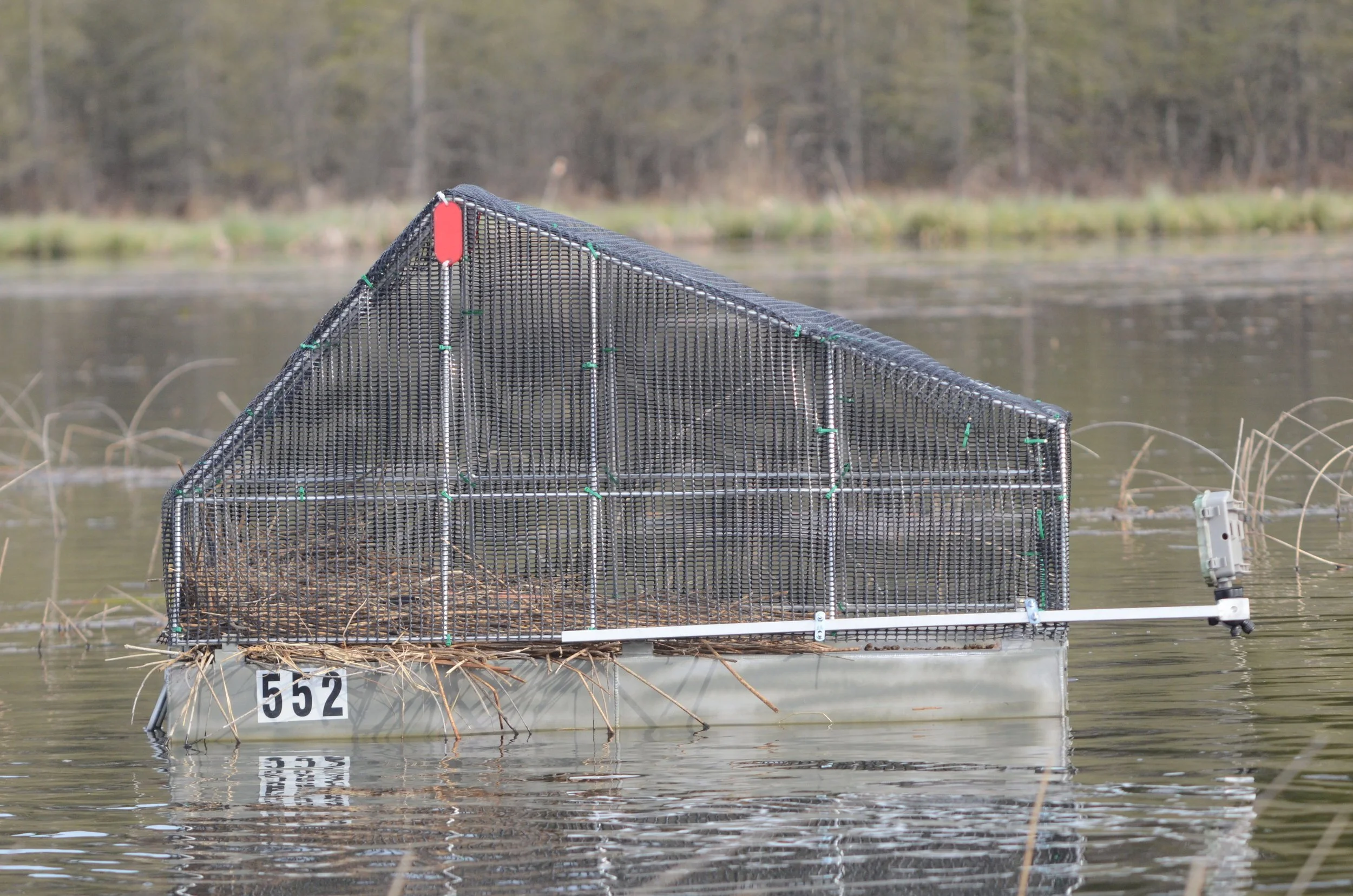 A fenced trap floating on a body of water with reeds and a tree line in the background.