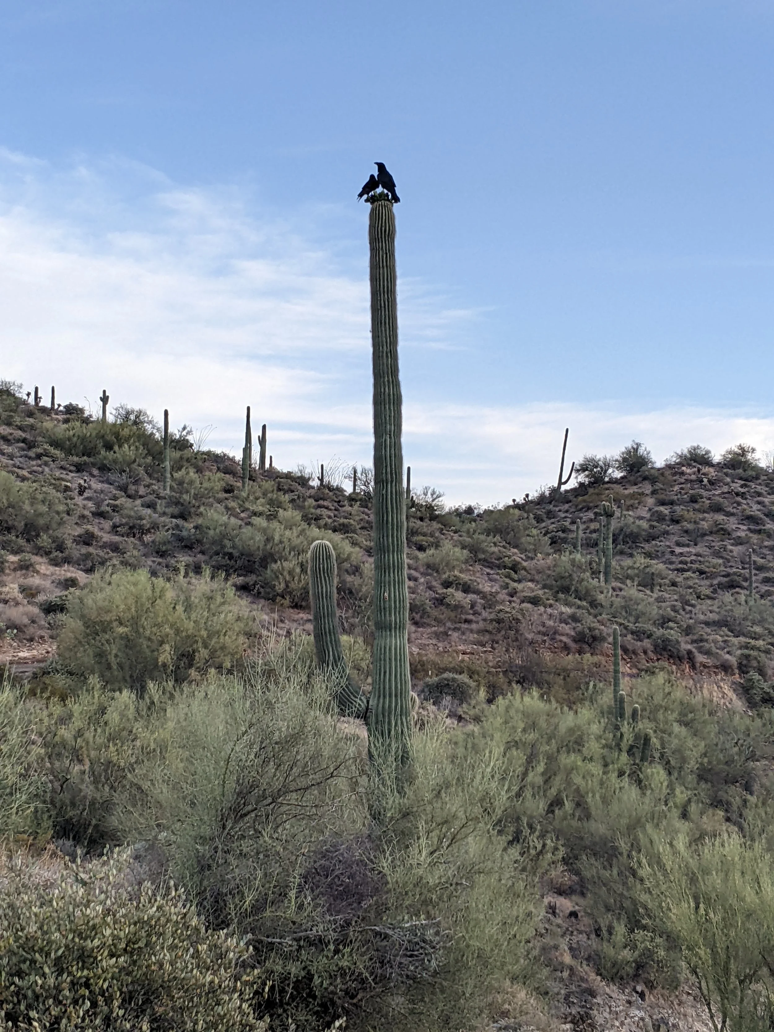 A desert landscape with tall saguaro cacti, one of which has a black bird perched on top.