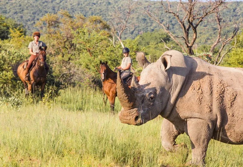 Saddles, Sundowners & Safari Nights: South Africa's Big FIve
