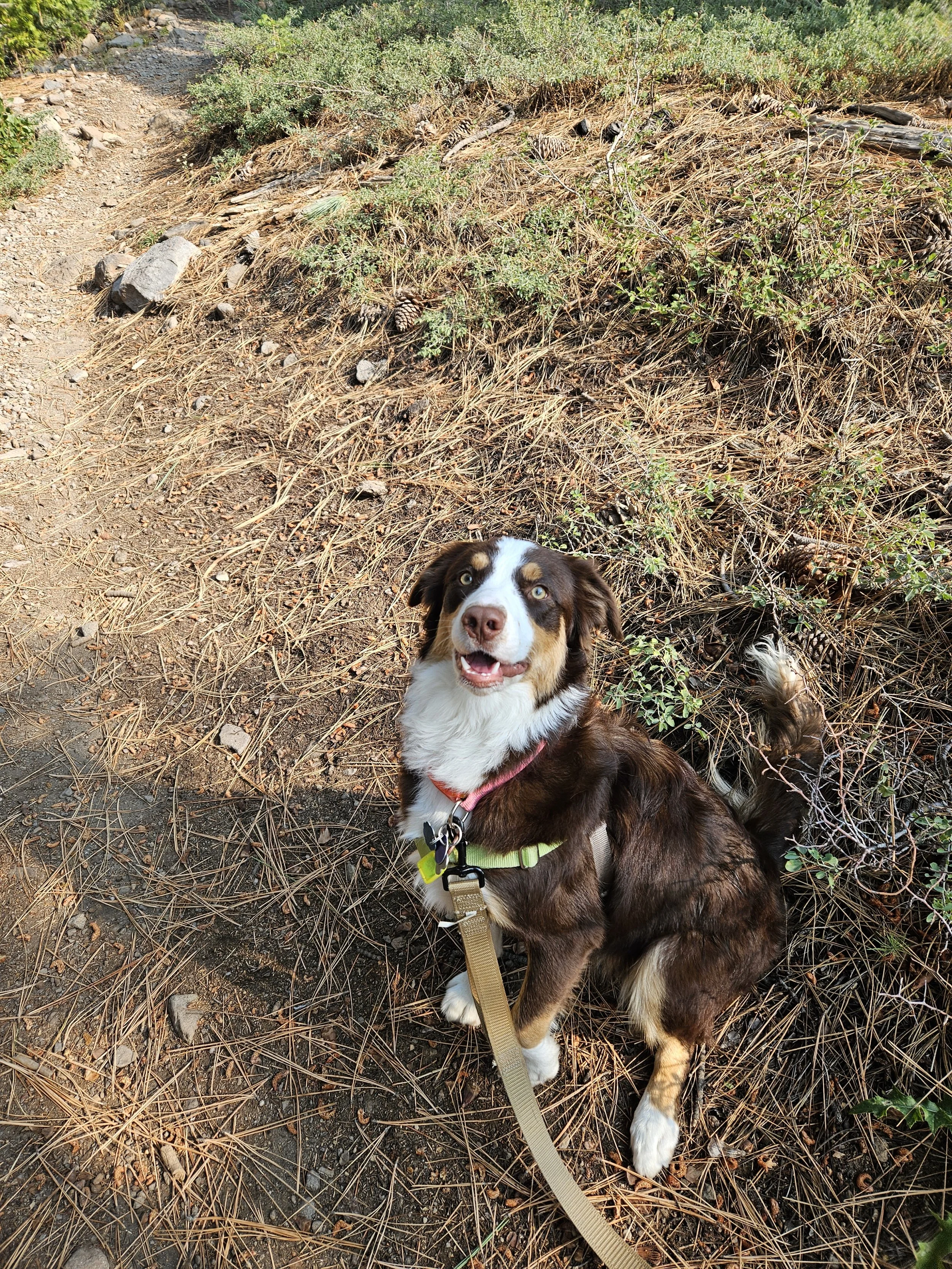 A happy Australian Shepherd dog sitting on a trail surrounded by pine needles, small rocks, and green shrubs in a natural outdoor setting.