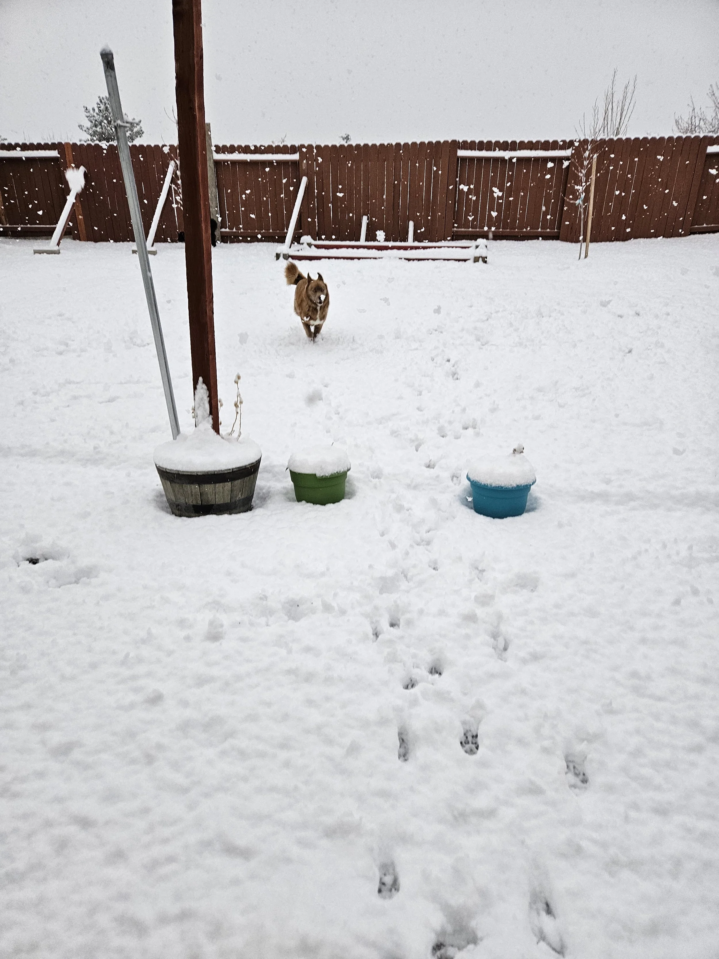 A snowy backyard with three plant pots, a dog running toward the camera, and animal paw prints in the snow leading to the dog. There is a wooden fence in the background and some snow falling.