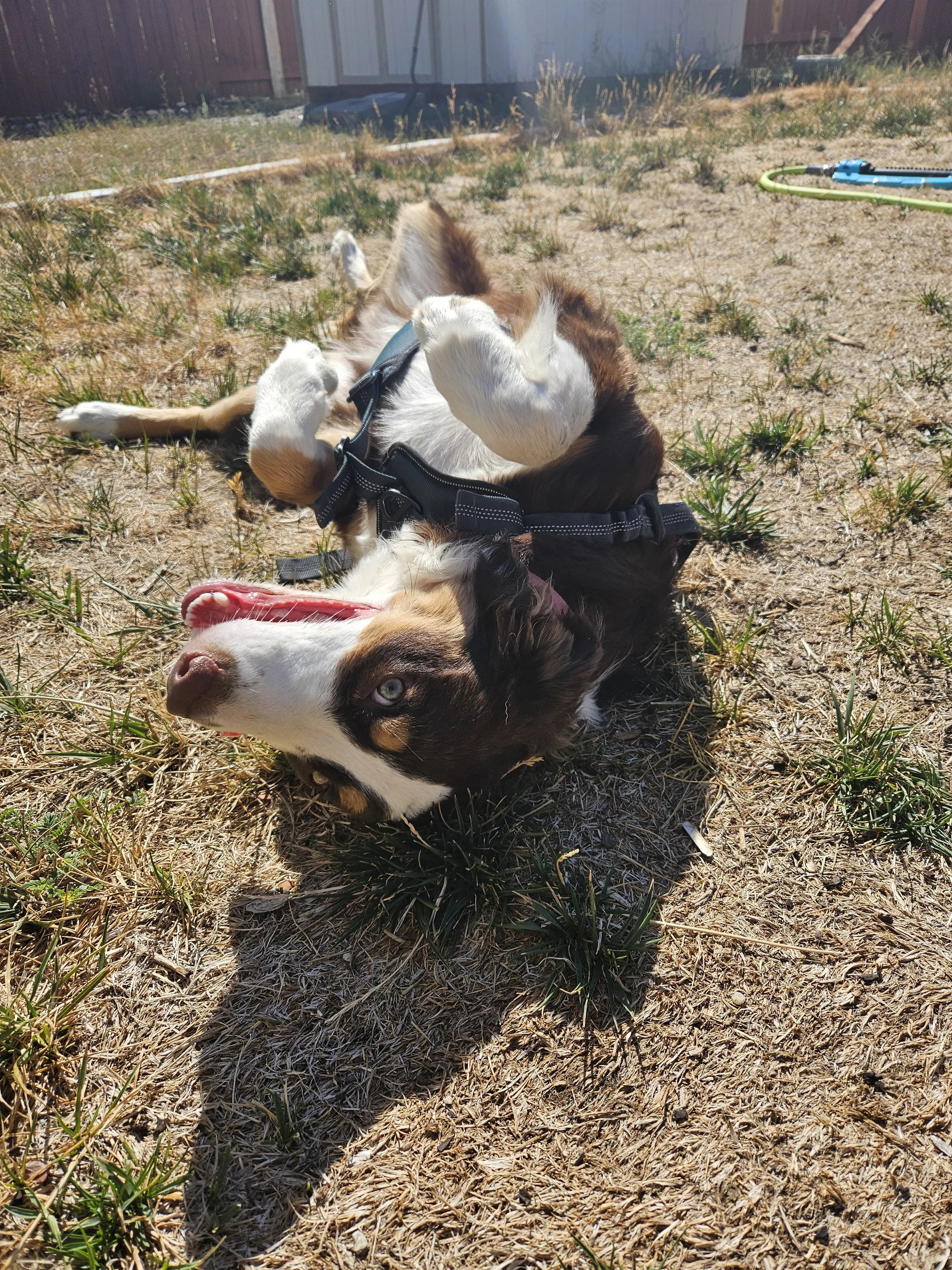 A brown and white dog with blue eyes playing on dry grass with a smaller white puppy with brown markings, both lying on their backs.