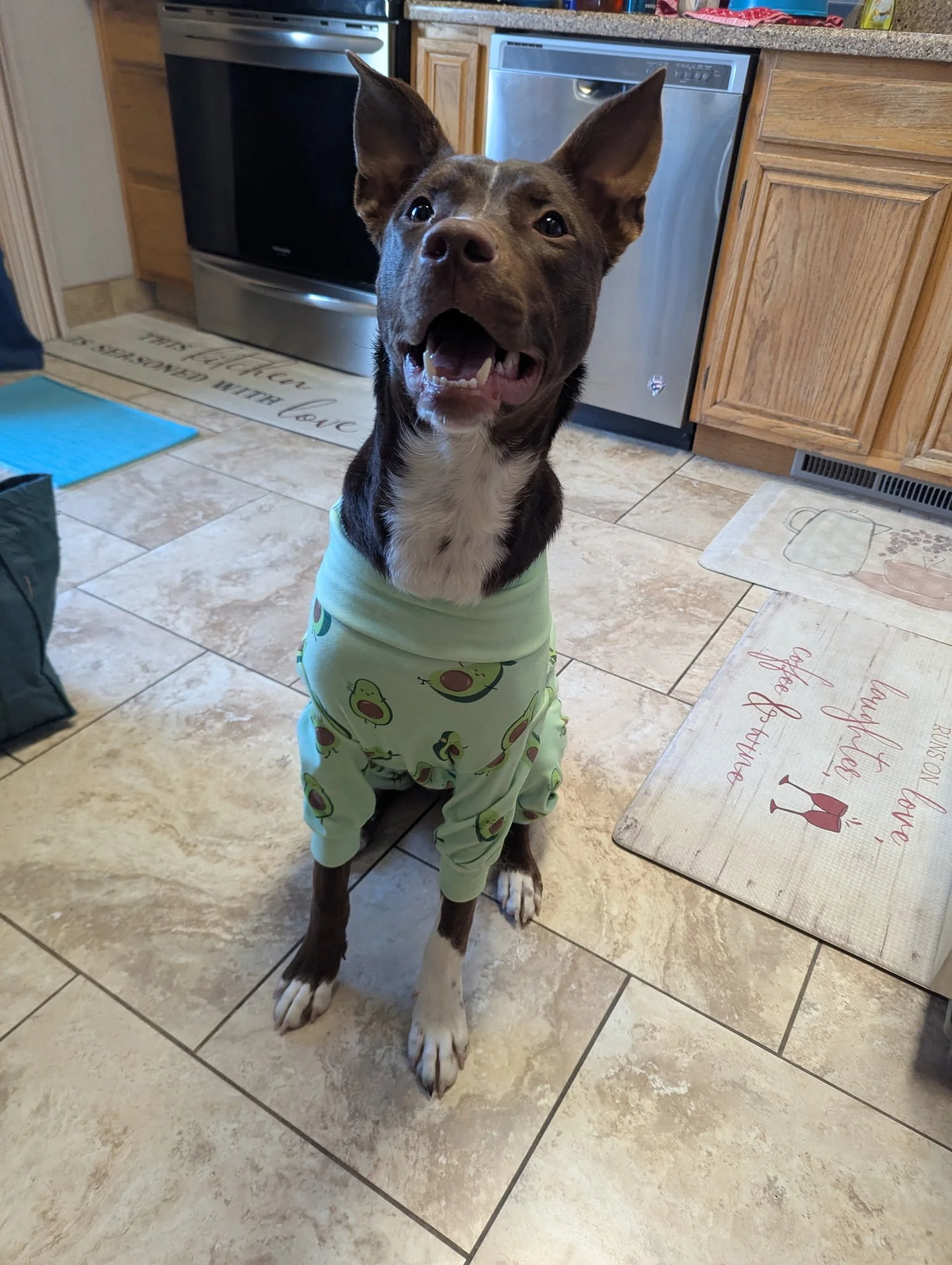 A happy dog wearing a light green avocado-patterned outfit standing on a tiled kitchen floor.