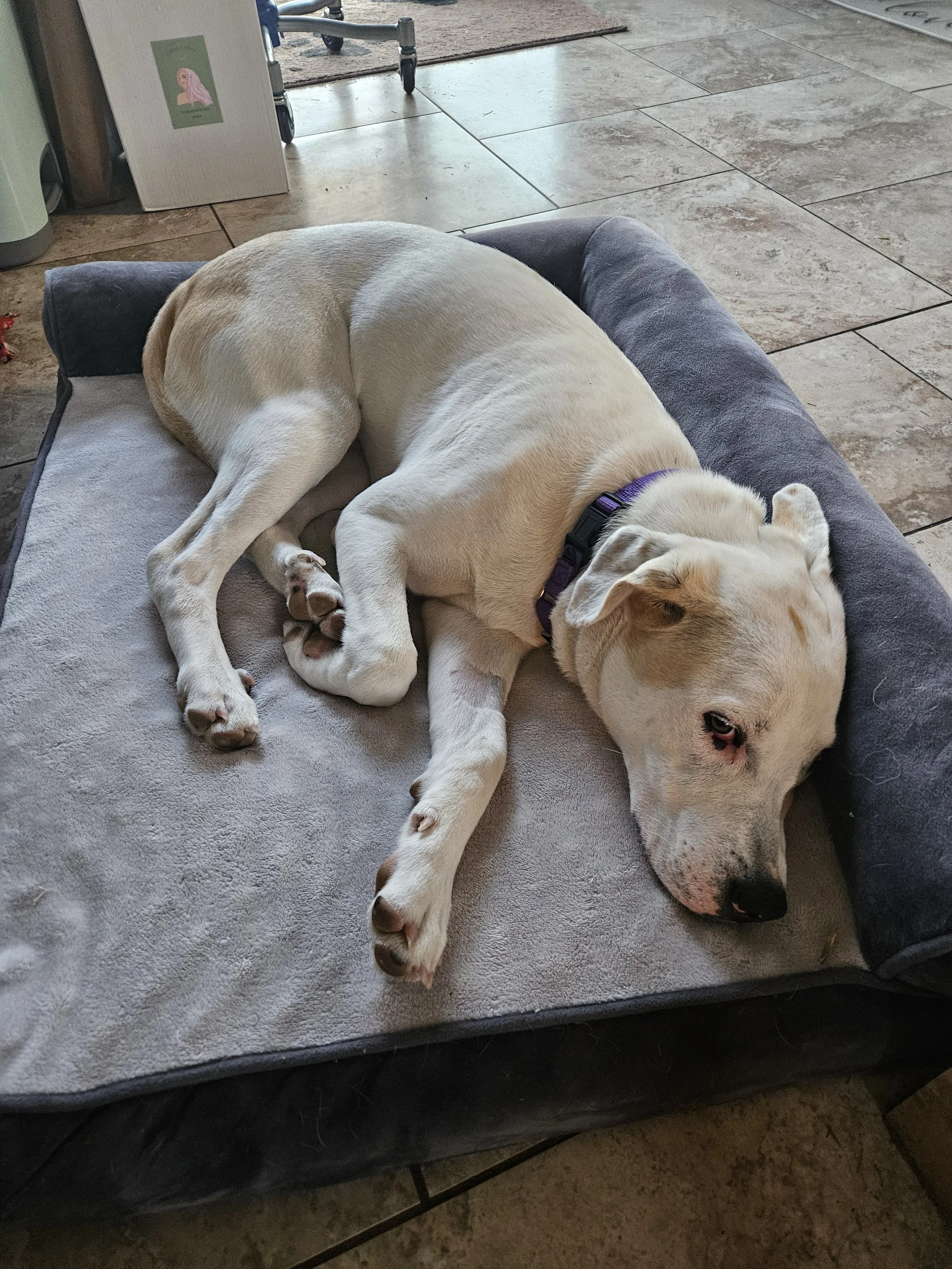 A light-colored hound dog, lying on a cushioned dog bed, resting its head on the edge, with a purple collar, on a tiled floor.
