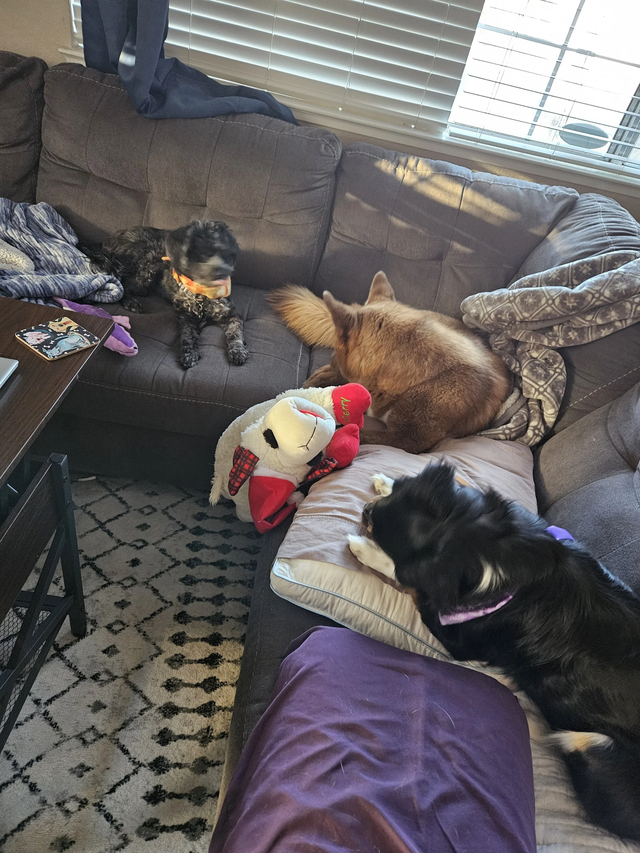 Three dogs sitting on a brown sectional sofa, with a stuffed animal and a blanket, in a living room with a window and blinds.