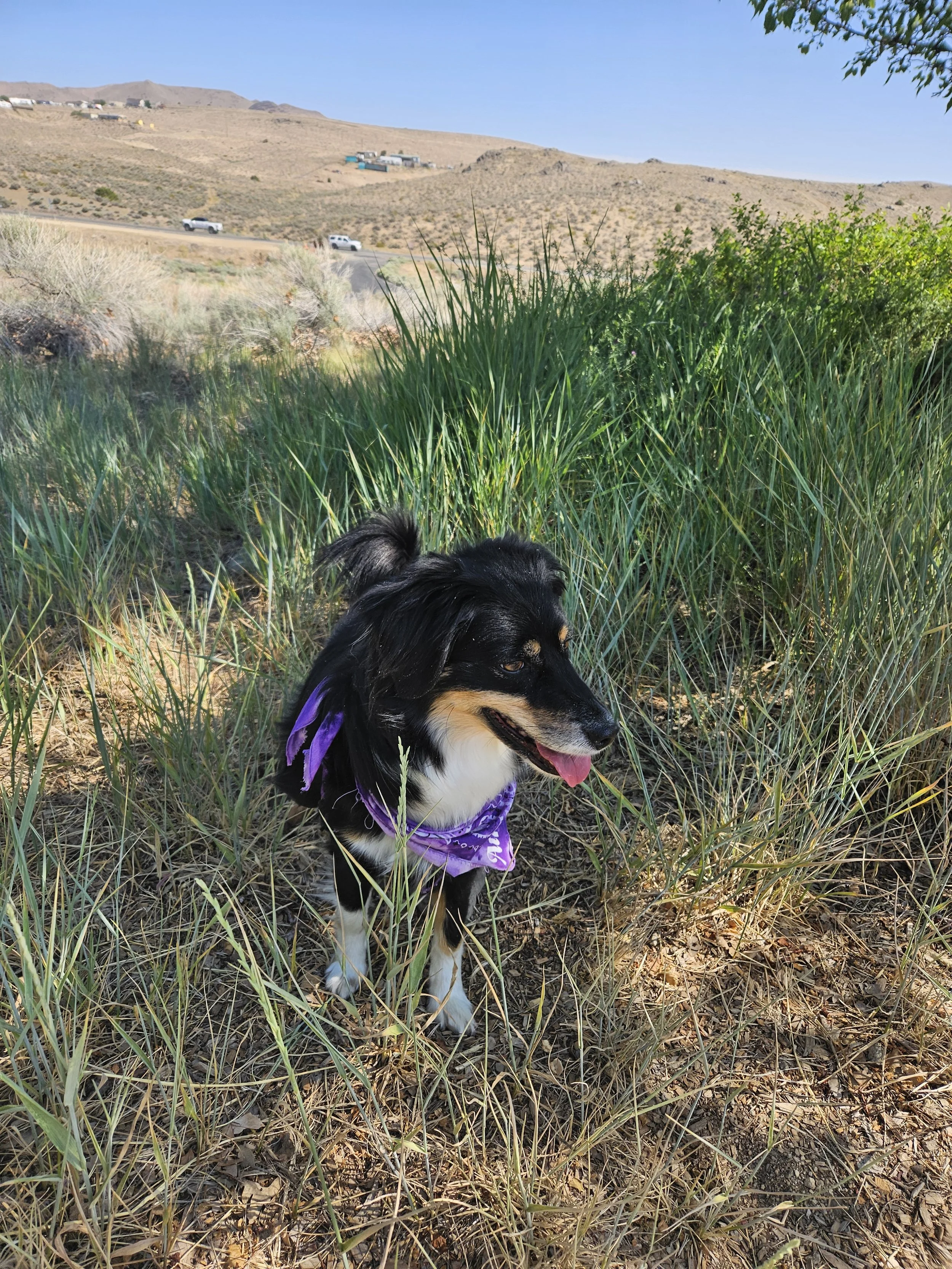 Black and tan dog with purple bandana sitting in tall grass in a desert landscape with hills and a few buildings in the background on a sunny day.