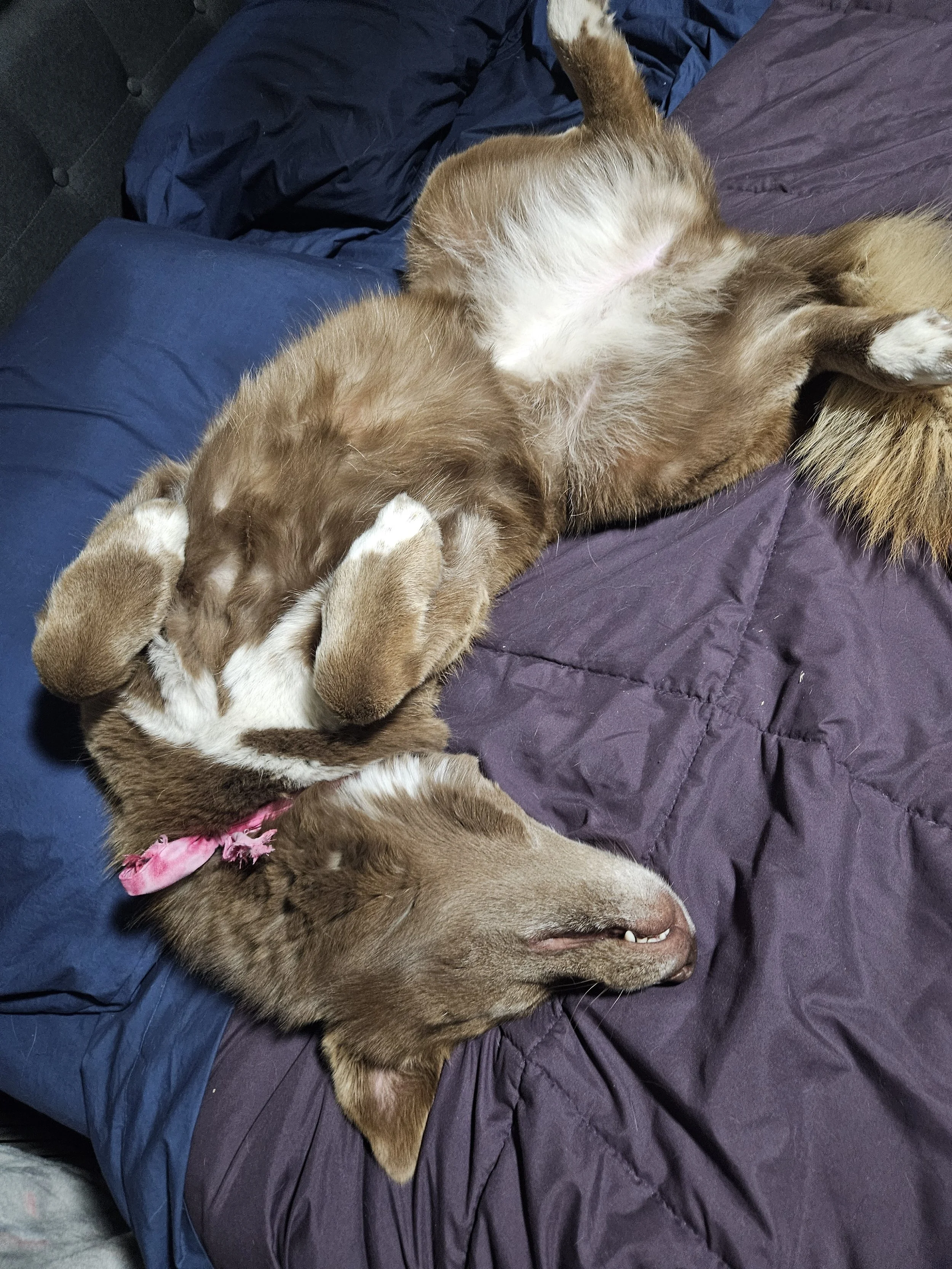 One happy brown husky lying on a bed with purple and blue bedding napping peacefully.
