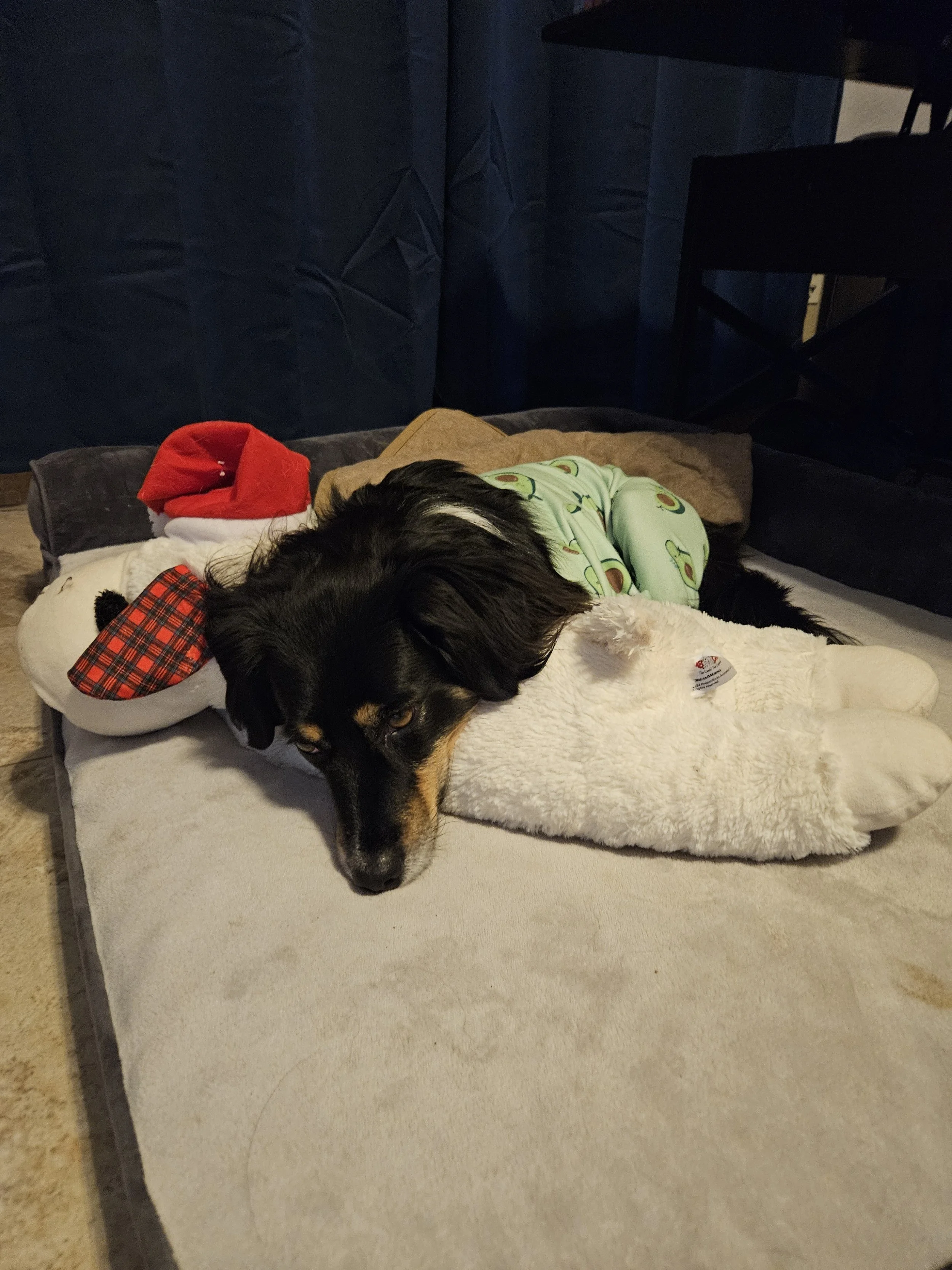 A dog sleeping on a bed with Christmas decorations, including a Santa hat and a stocking, in a cozy indoor setting.