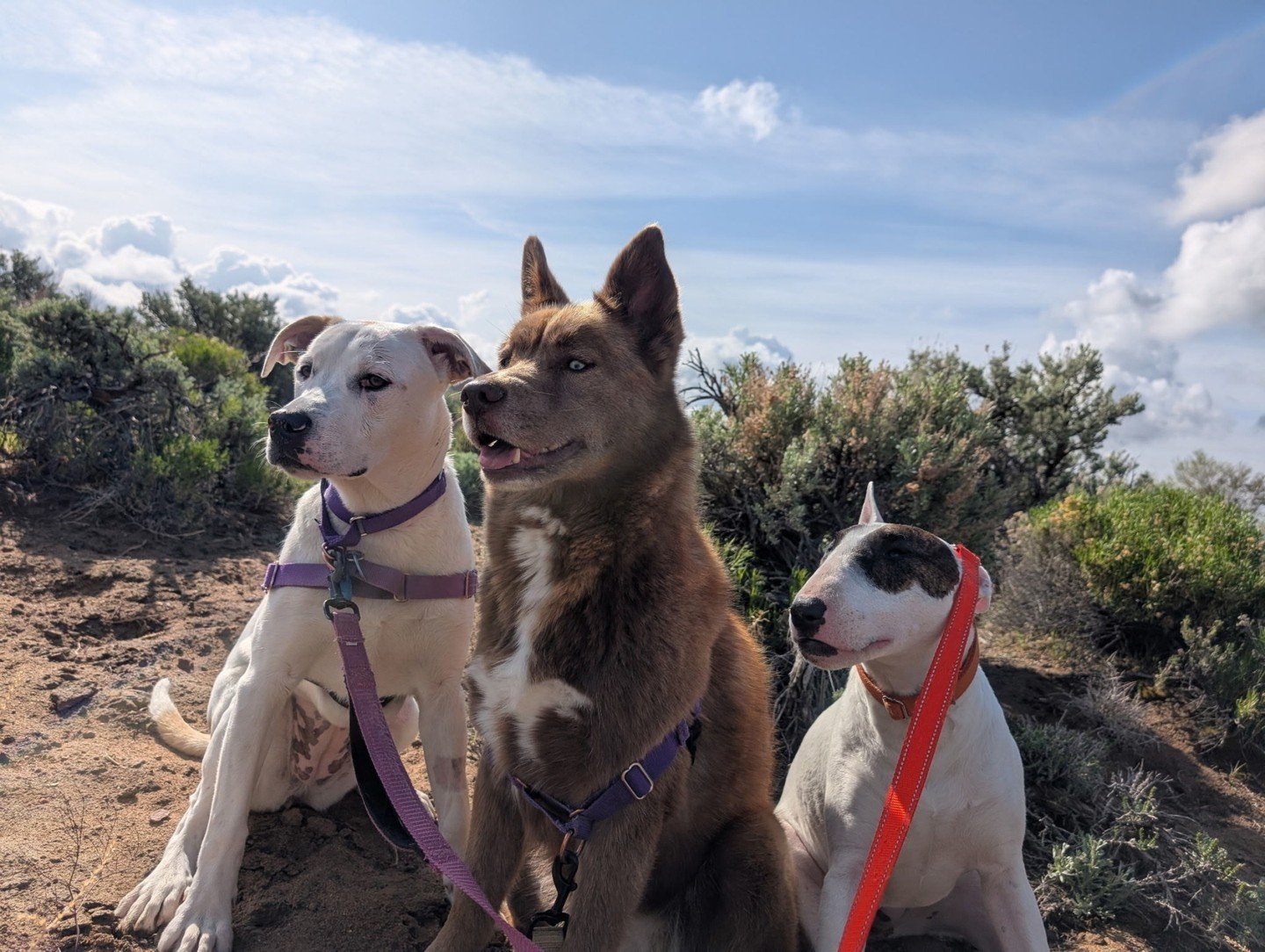 🎉Exciting News from Pawsome Skills! 🎉

We are now scheduling initial consultations for our Social Pack Walks&mdash;kicking off this July in beautiful Truckee, CA!

Led by our professional dog trainer, Bryce Dettering, these 1.5-hour, on- and off-le