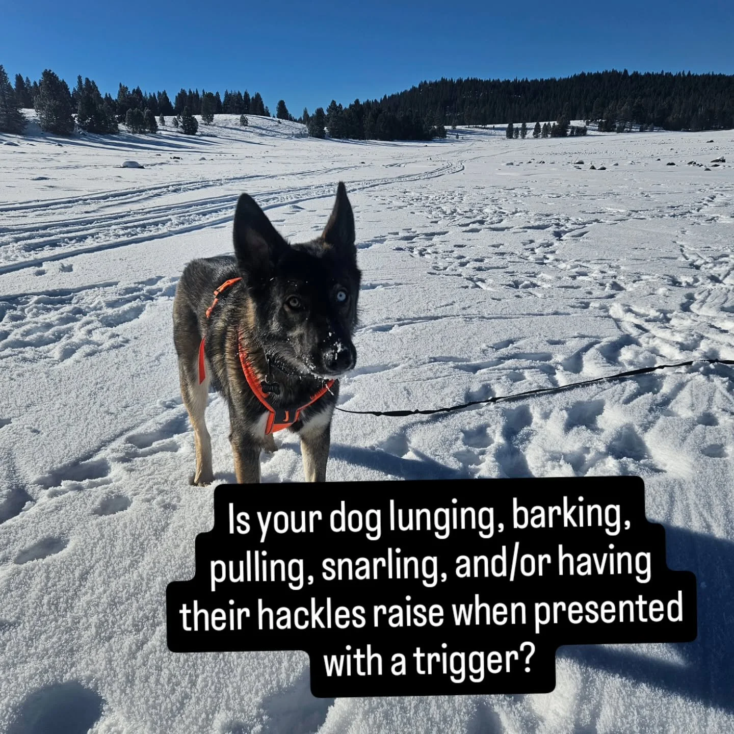 You don't have to keep second guessing what your dog is experiencing and how to move through it because we are breaking it down and explaining what reactivity really is in our upcoming  free webinar. 

Finally get clarity on why your dog is reacting 