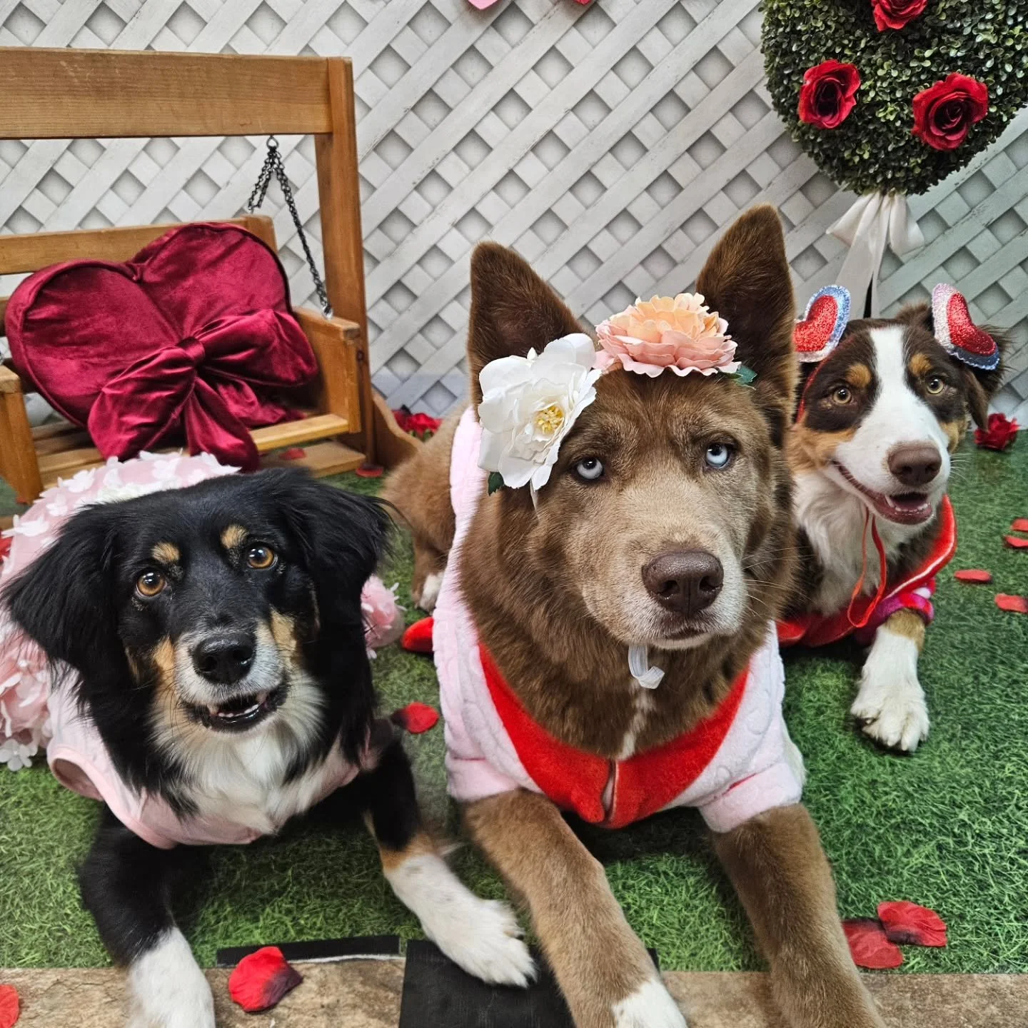 Happy Valentine's Day!

May your house be full of love (and dog hair) today and every day 🐾❤️🐶

#cutedogs #pawsomeskills #valentinesdaydogs #truckeedogtrainer #dogsinclothes