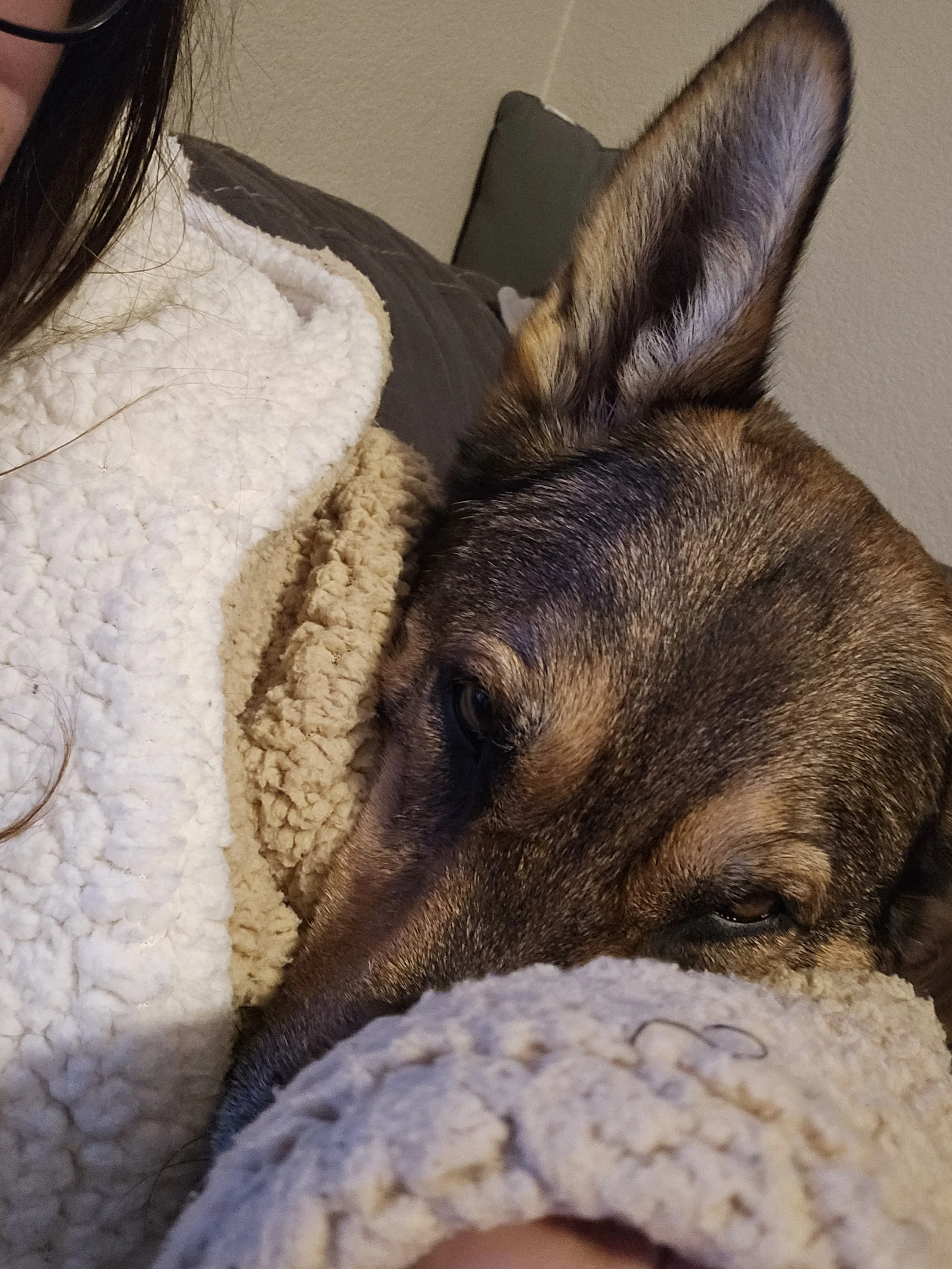 Close-up of a dog resting its head on a soft blanket, with part of a person's face visible on the left side of the image.