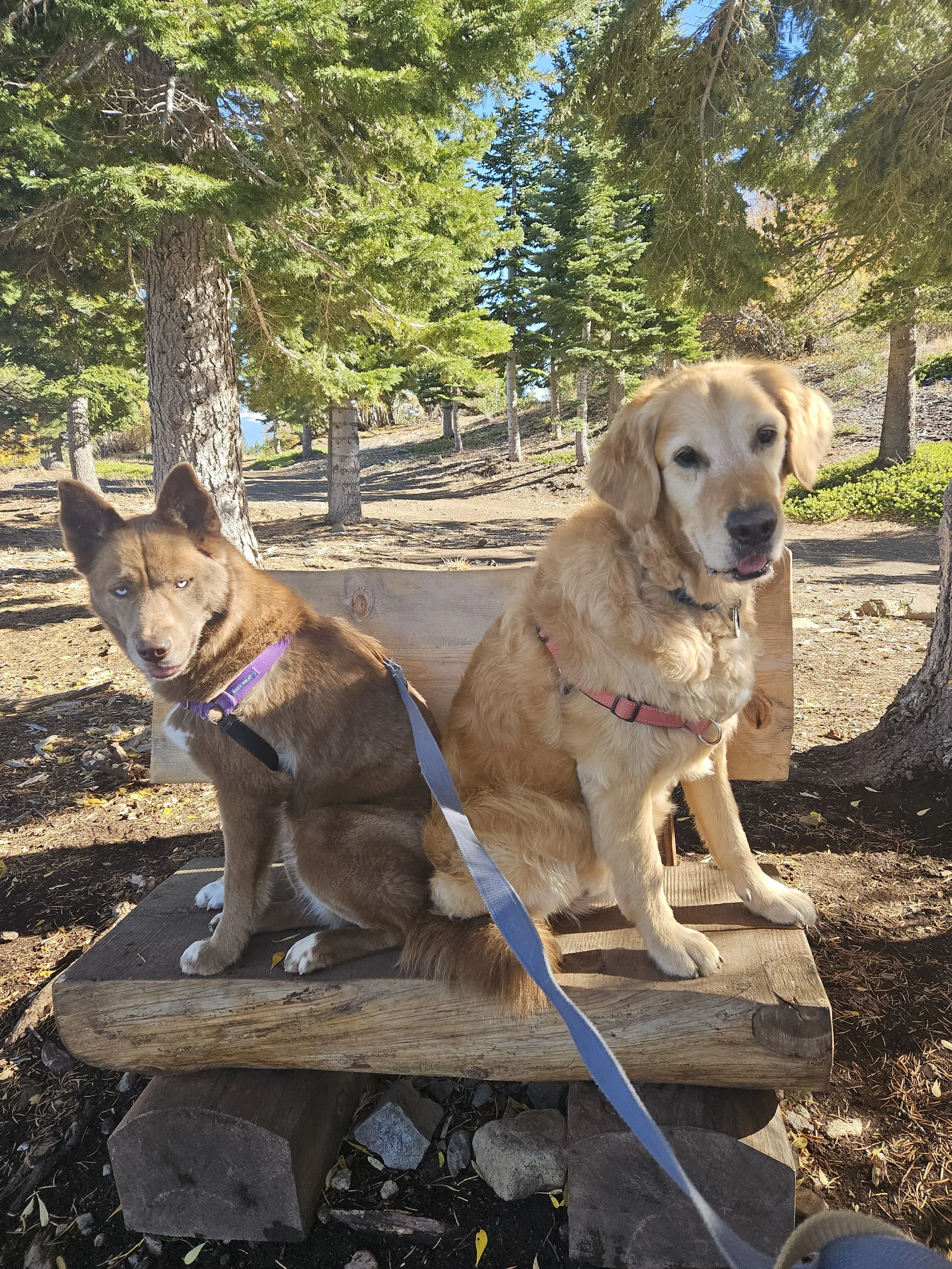 Two dogs, a husky and a golden retriever, sitting on a wooden bench in a forested park during daytime, with trees and a clear sky in the background.