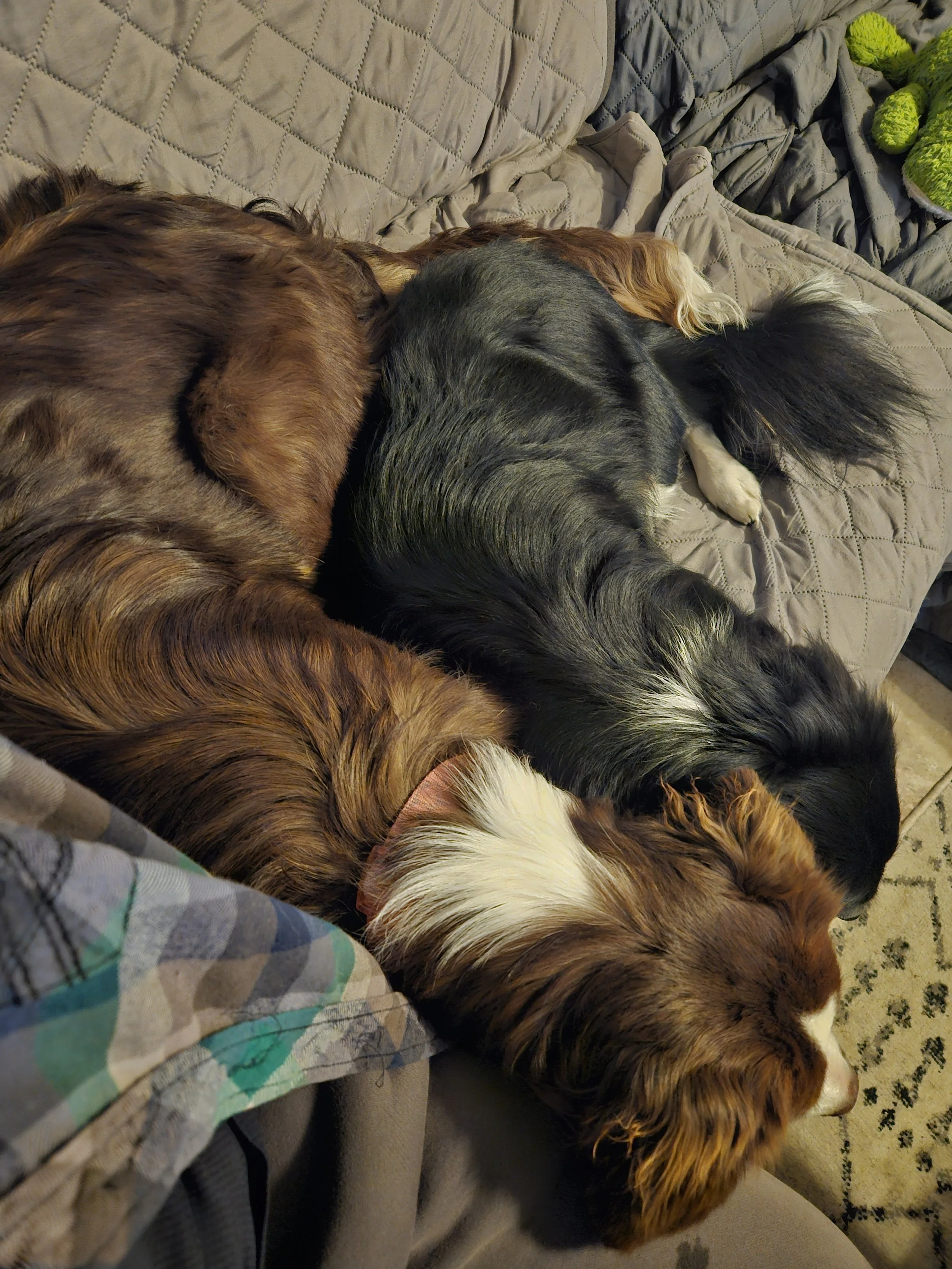 Two dogs lying curled up together on a couch, one with brown and white fur and the other with black and gray fur.