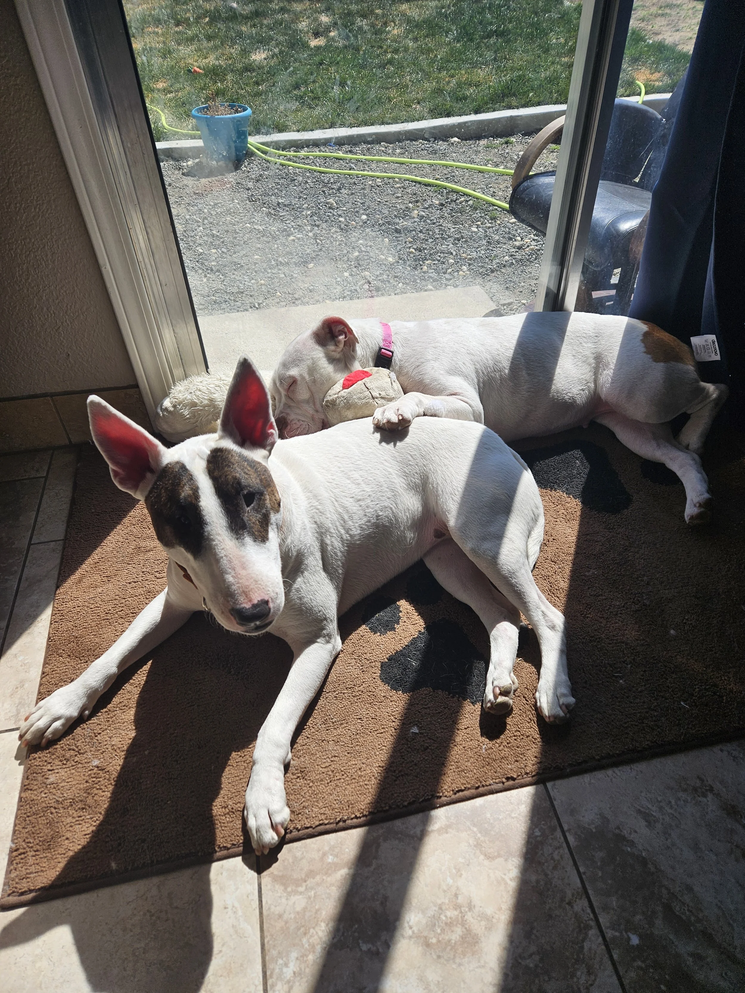 Two dogs relaxing on a doormat near a glass door, one lying down with a toy and the other sitting and looking at the camera, with a view of the outdoors through the glass door.