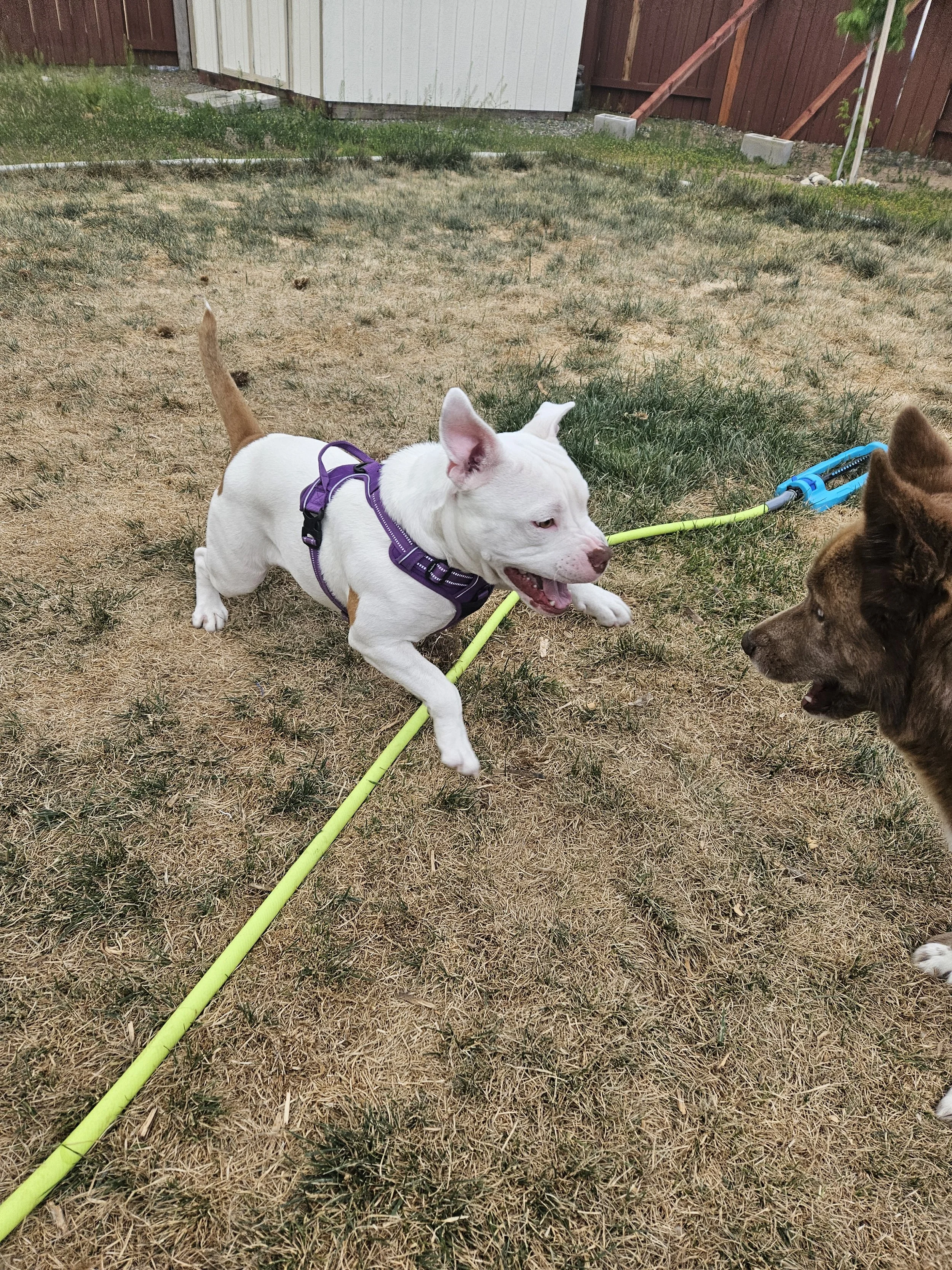 Two dogs playing and tugging on a yellow leash in a backyard with dry grass and a wooden fence.