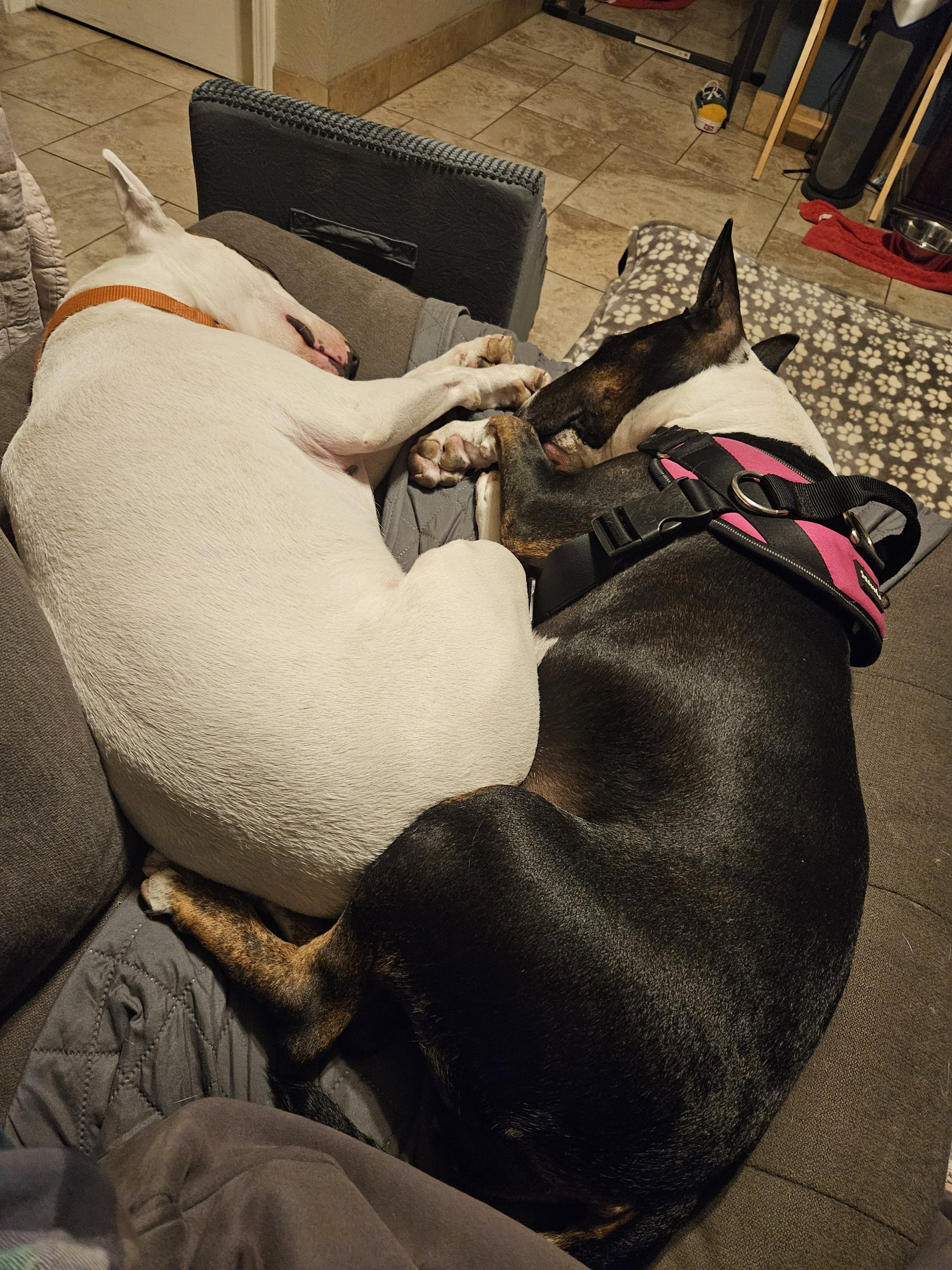 Two dogs, one white and one black and tan, are sleeping on a couch, with their paws touching each other.