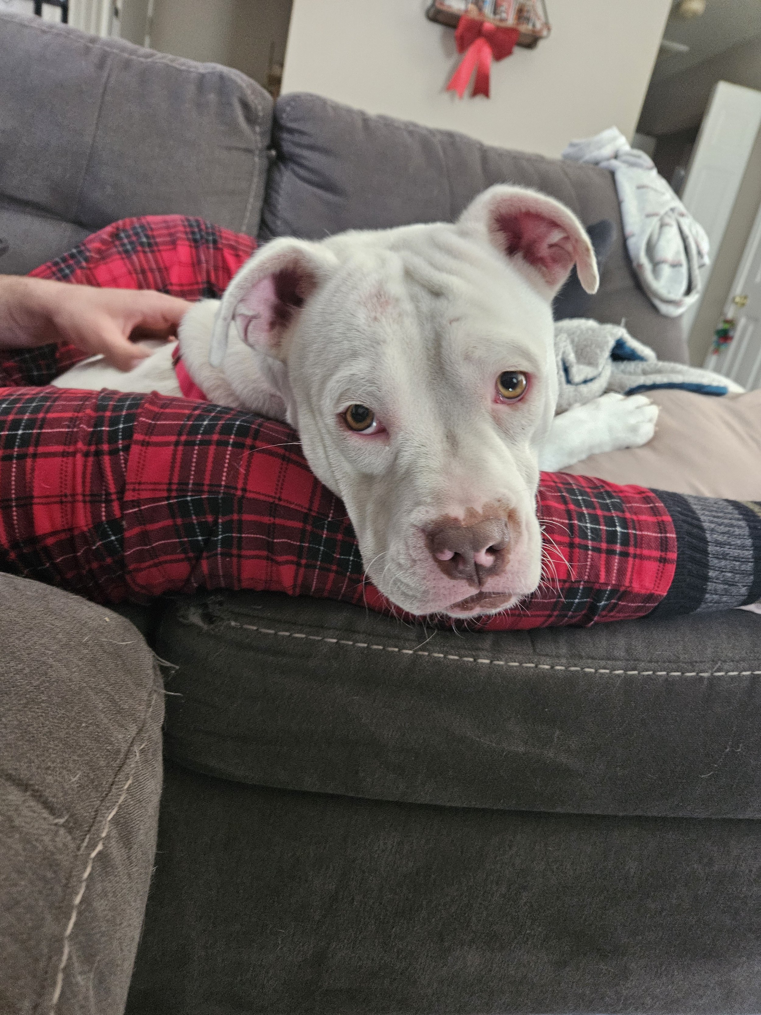 A white dog with brown eyes lying on a person's lap on a gray couch in a cozy living room.