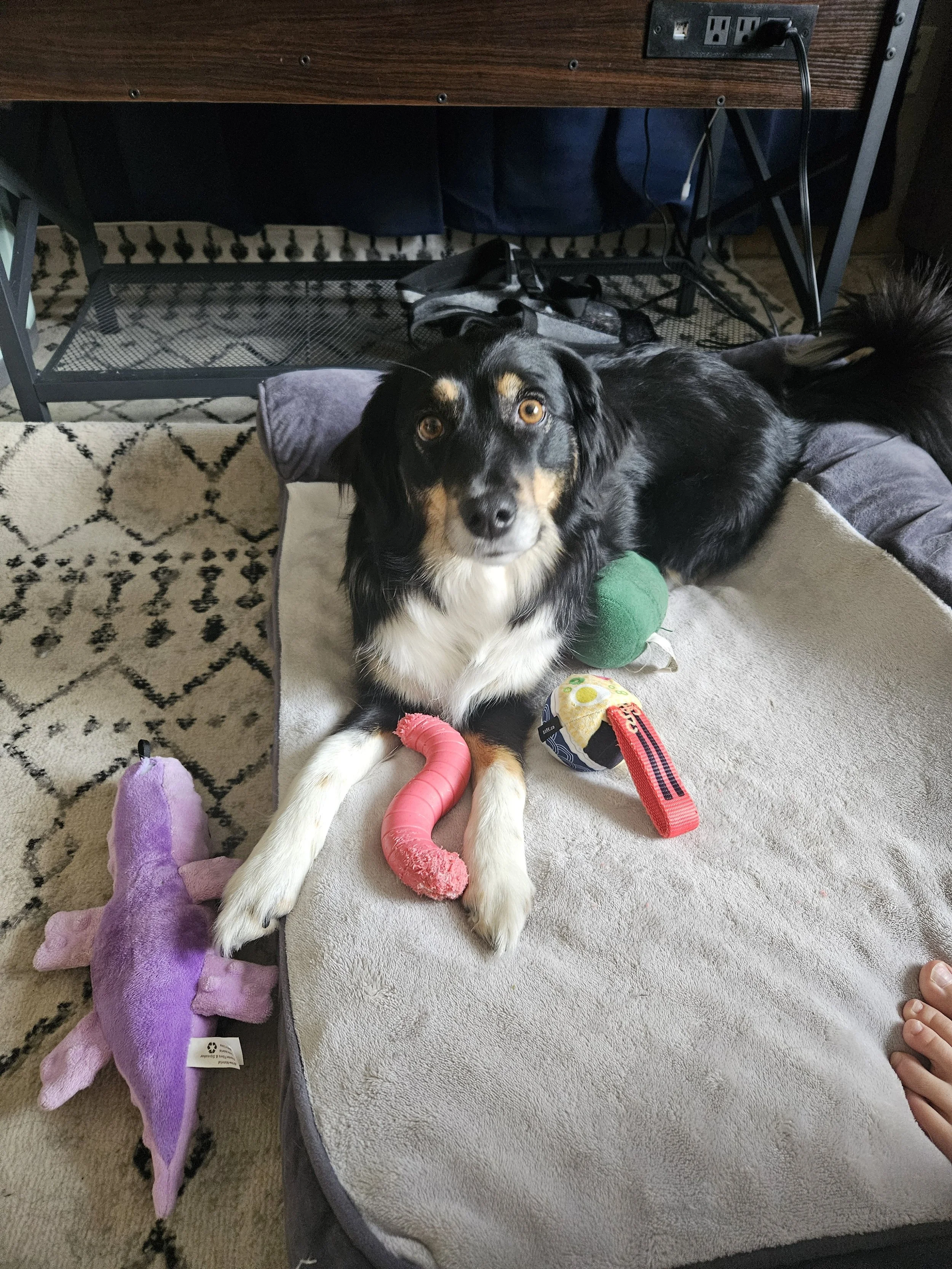 A black and white dog lying on a dog bed surrounded by toys, including a purple plush toy, a pink chew toy, and a round toy with colorful patterns, in a room with a patterned rug and a wooden desk.