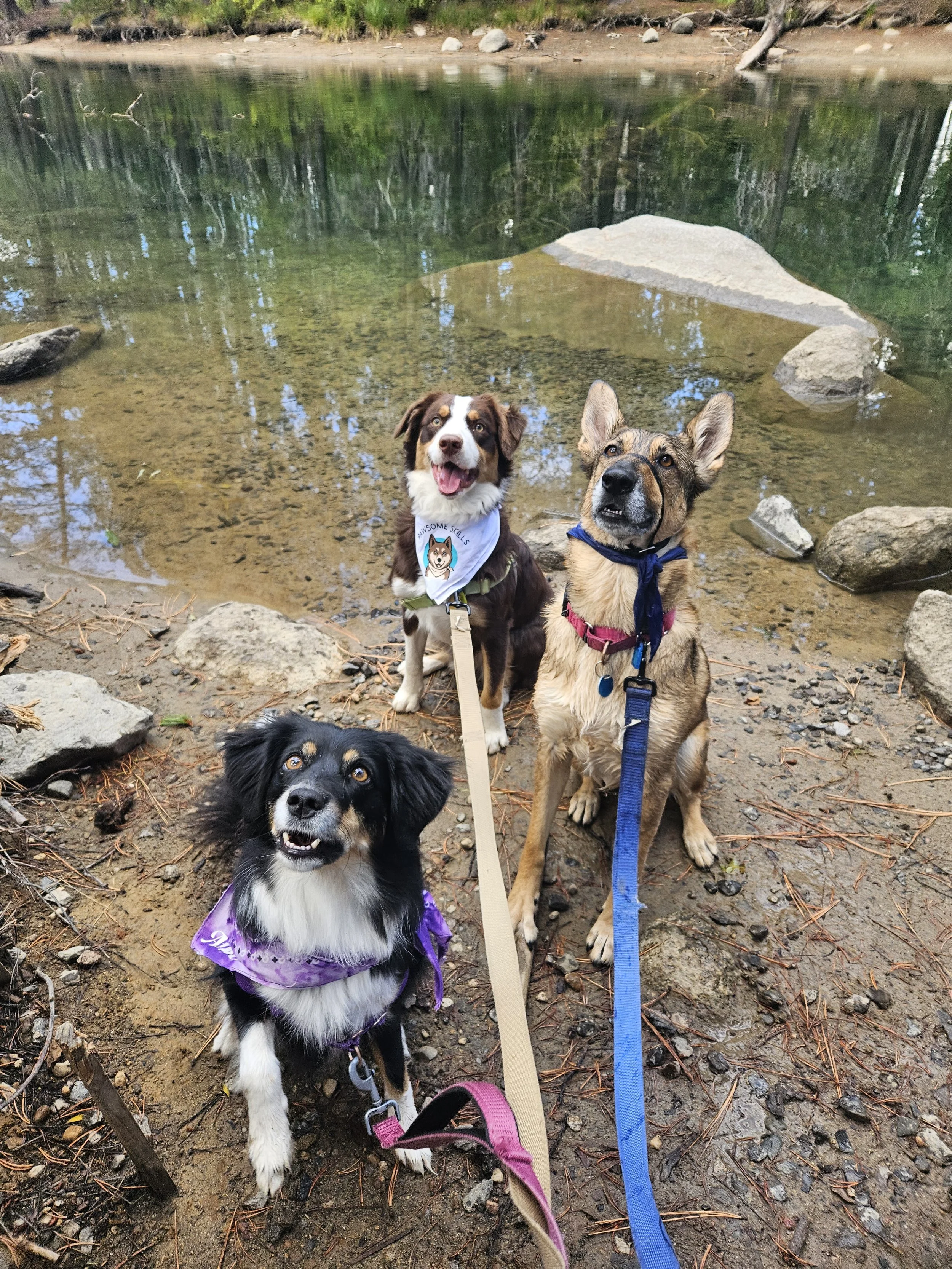 Three dogs sitting by a lake with rocks and trees in the background. One dog in front wearing a purple bandana, and two behind with bandanas, one with a white collar and the other with a red collar.