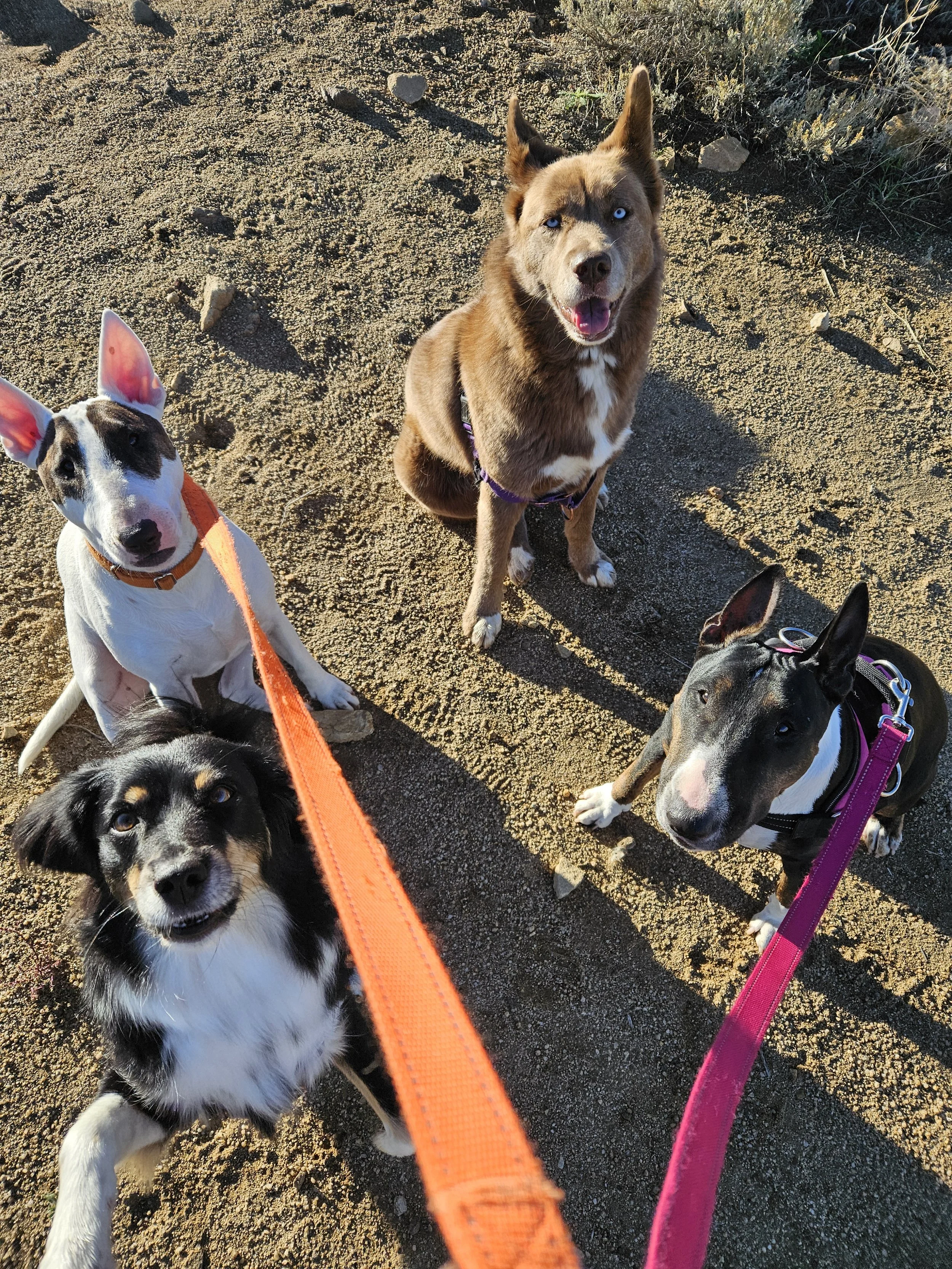 Four dogs sitting on dirt ground, looking up at the camera, with leashes attached.