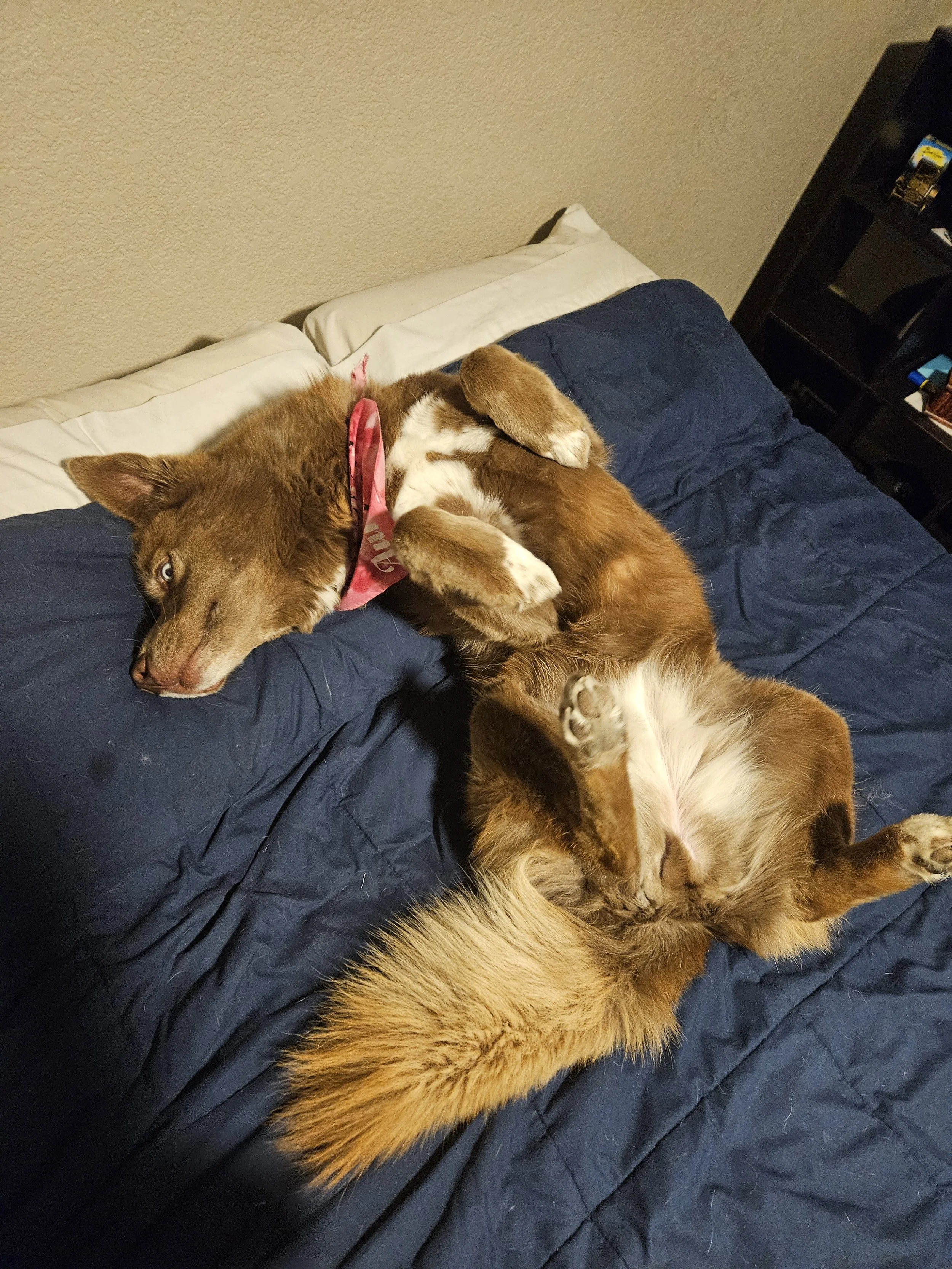 A relaxed, happy, brown husky sleepings peacefully on a bed with a blue comforter rolled over on her back exposing her belly showcasing trust and comfort