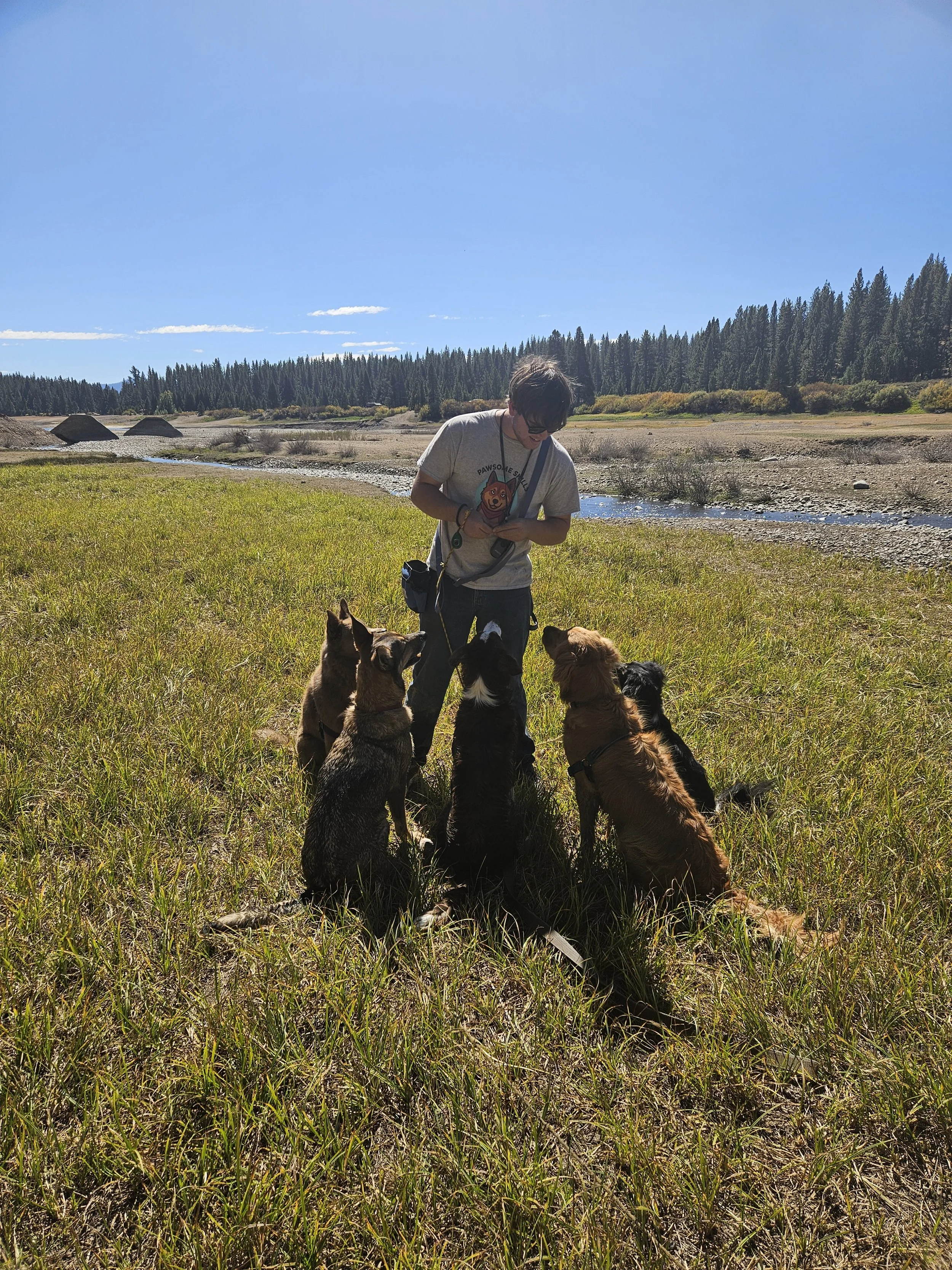 A person with sunglasses and a T-shirt with a bear graphic stands outdoors on a grassy field, surrounded by six dogs sitting attentively and looking up at the person on a sunny day with a clear blue sky.