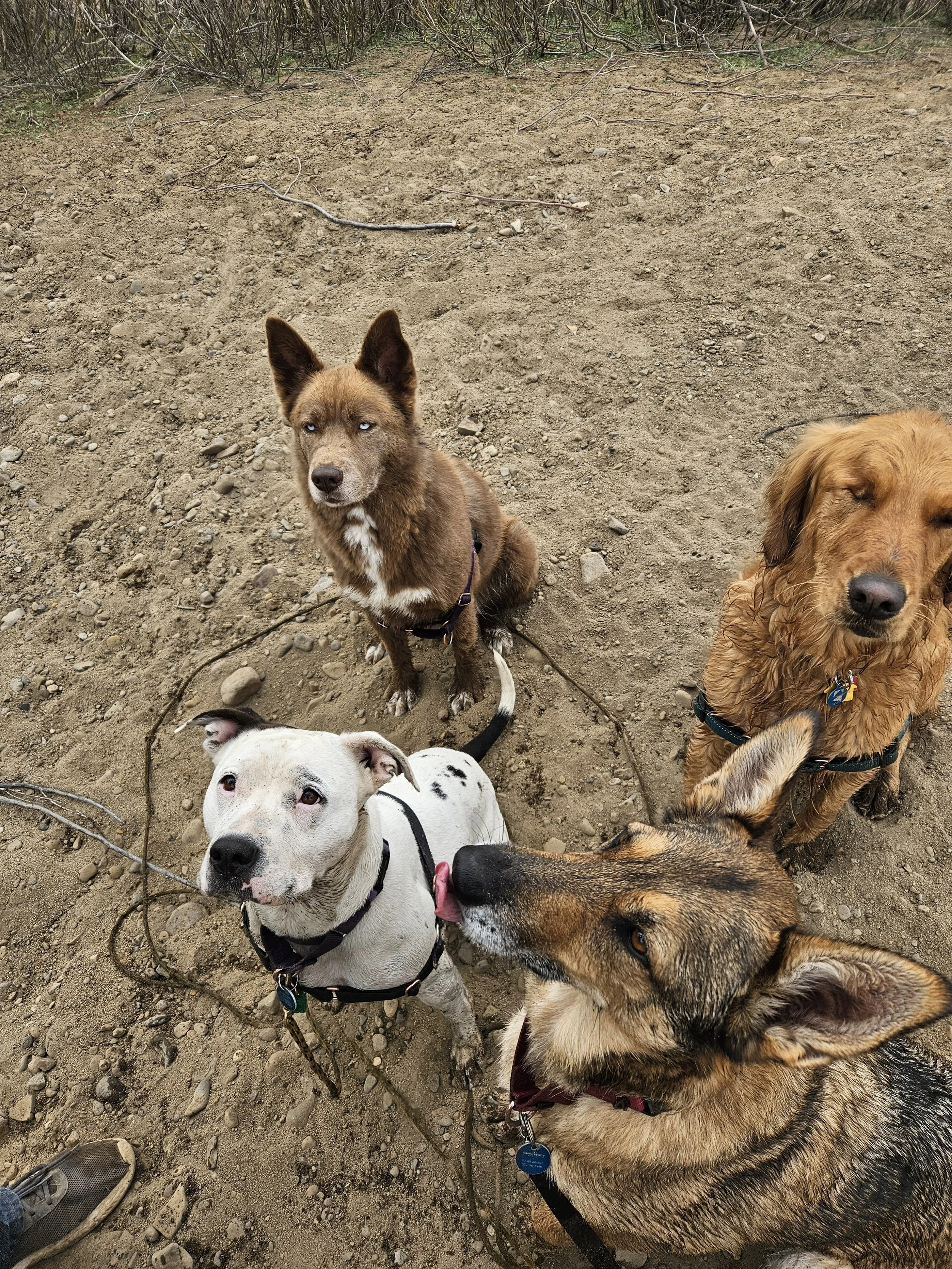 A group of four dogs sitting on dirt ground outdoors, with some sparse bushes in the background. One dog has a white coat with black spots, another is a brown and white husky, a third is a golden retriever with a wavy coat, and the fourth is a brown shepherd mix. The white-spotted dog is licking the brown shepherd mix.