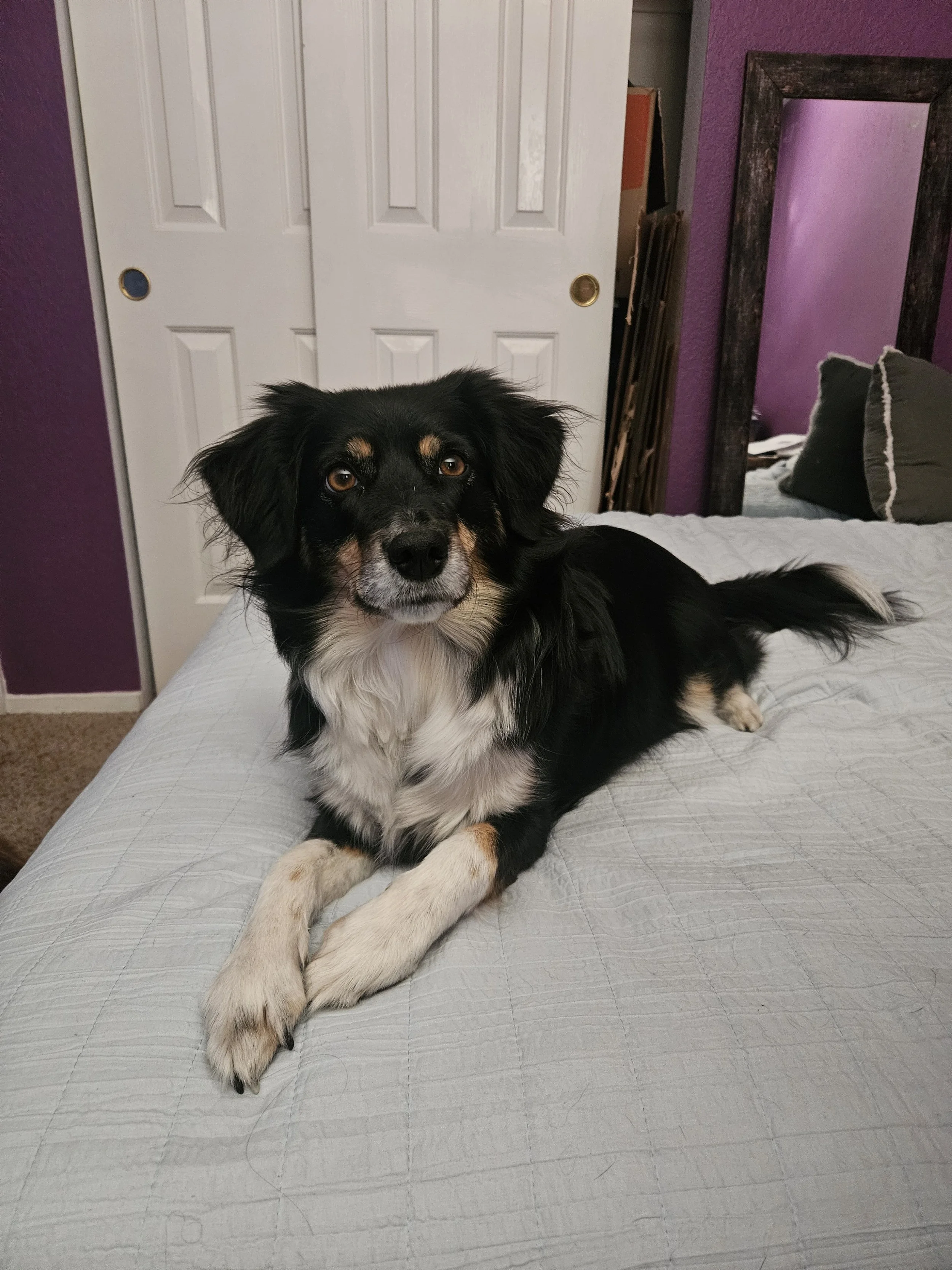 A black and white dog with tan markings lying on a bed.