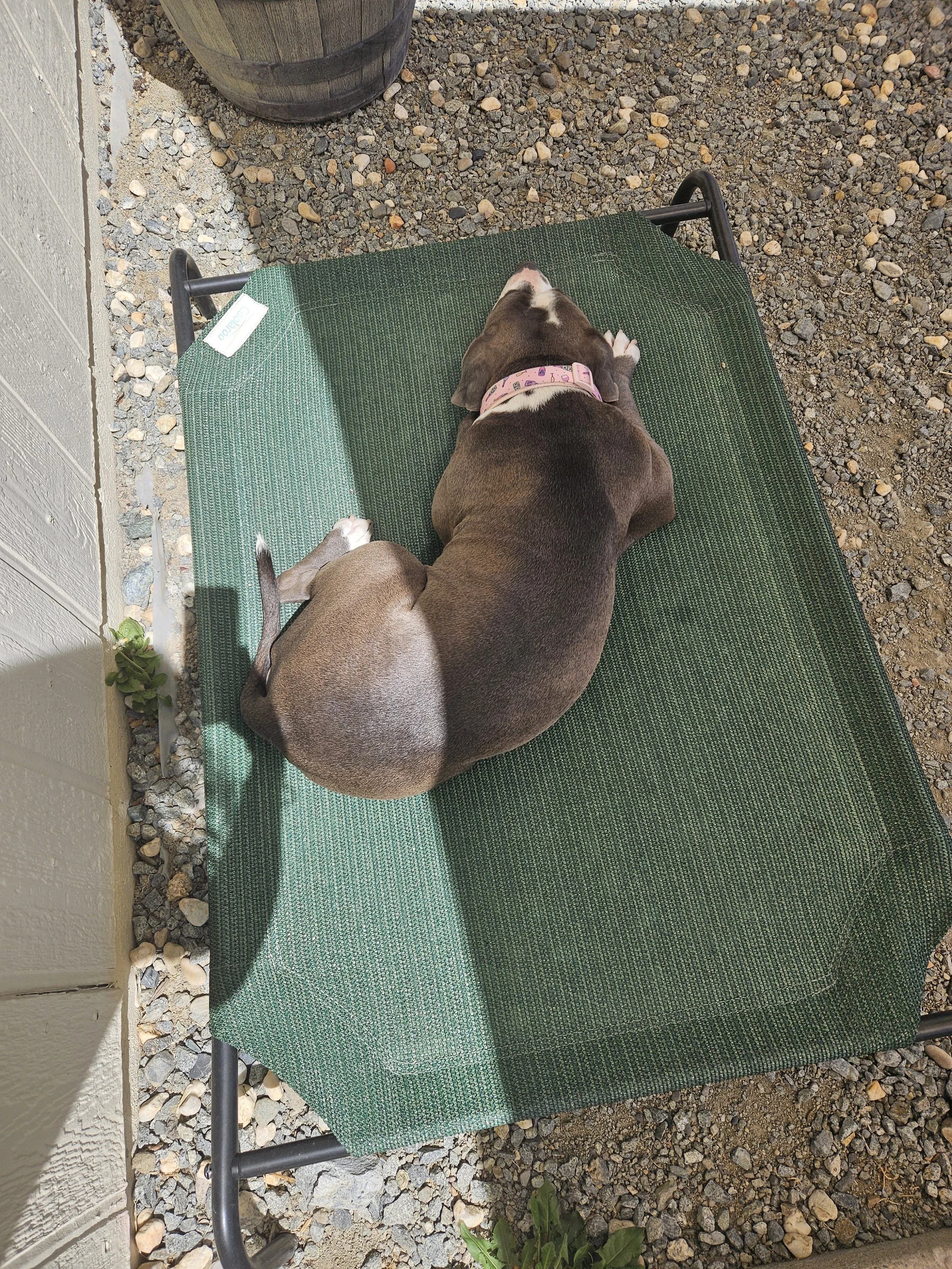 A grey and white pit mix with a pink collar lying on a green elevated dog bed outside, next to a white wall and small rocks on the ground.