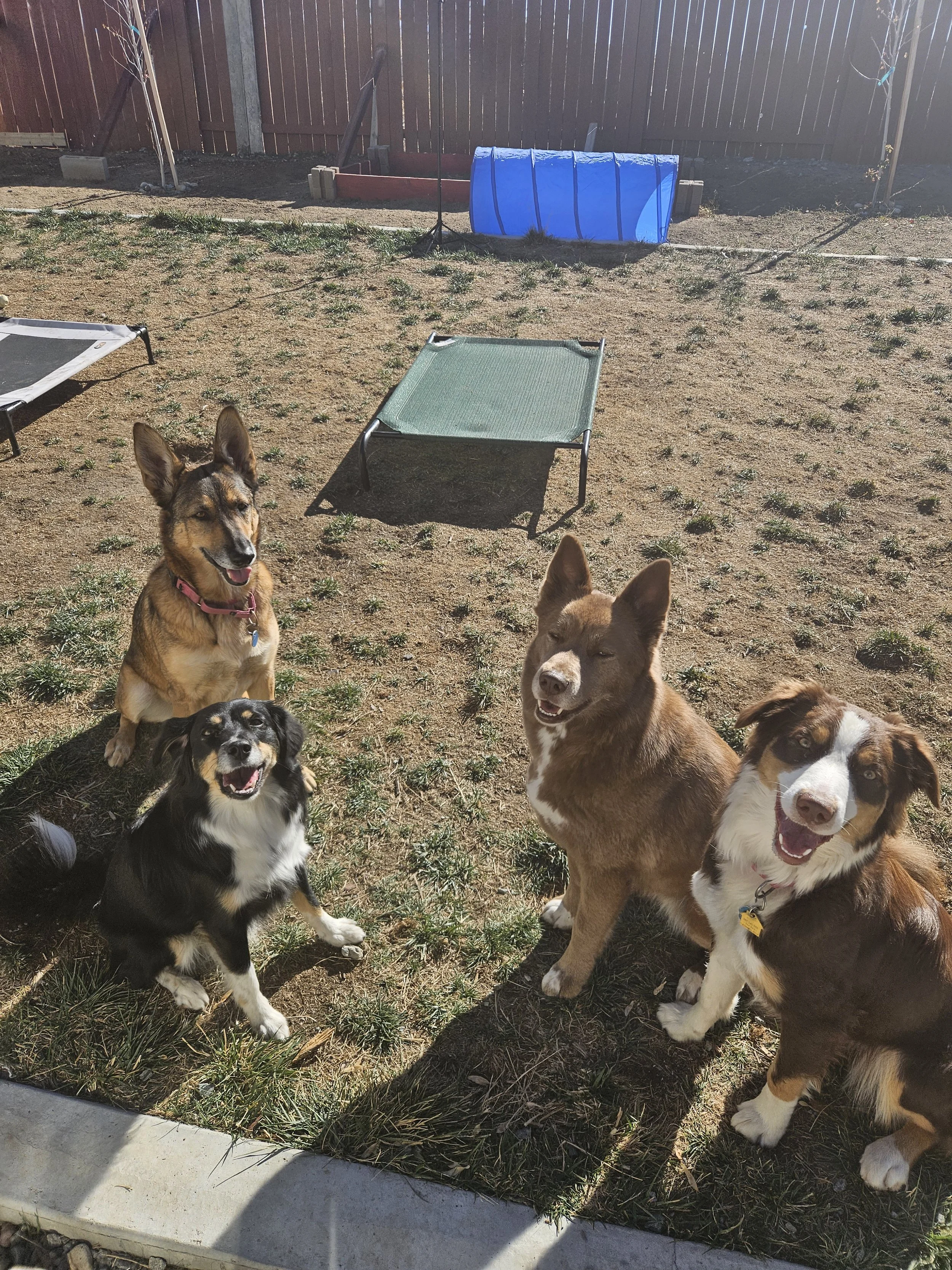 Four dogs sitting on a patchy grass backyard with a fence, a blue agility tunnel, and a green elevated dog bed in the background.