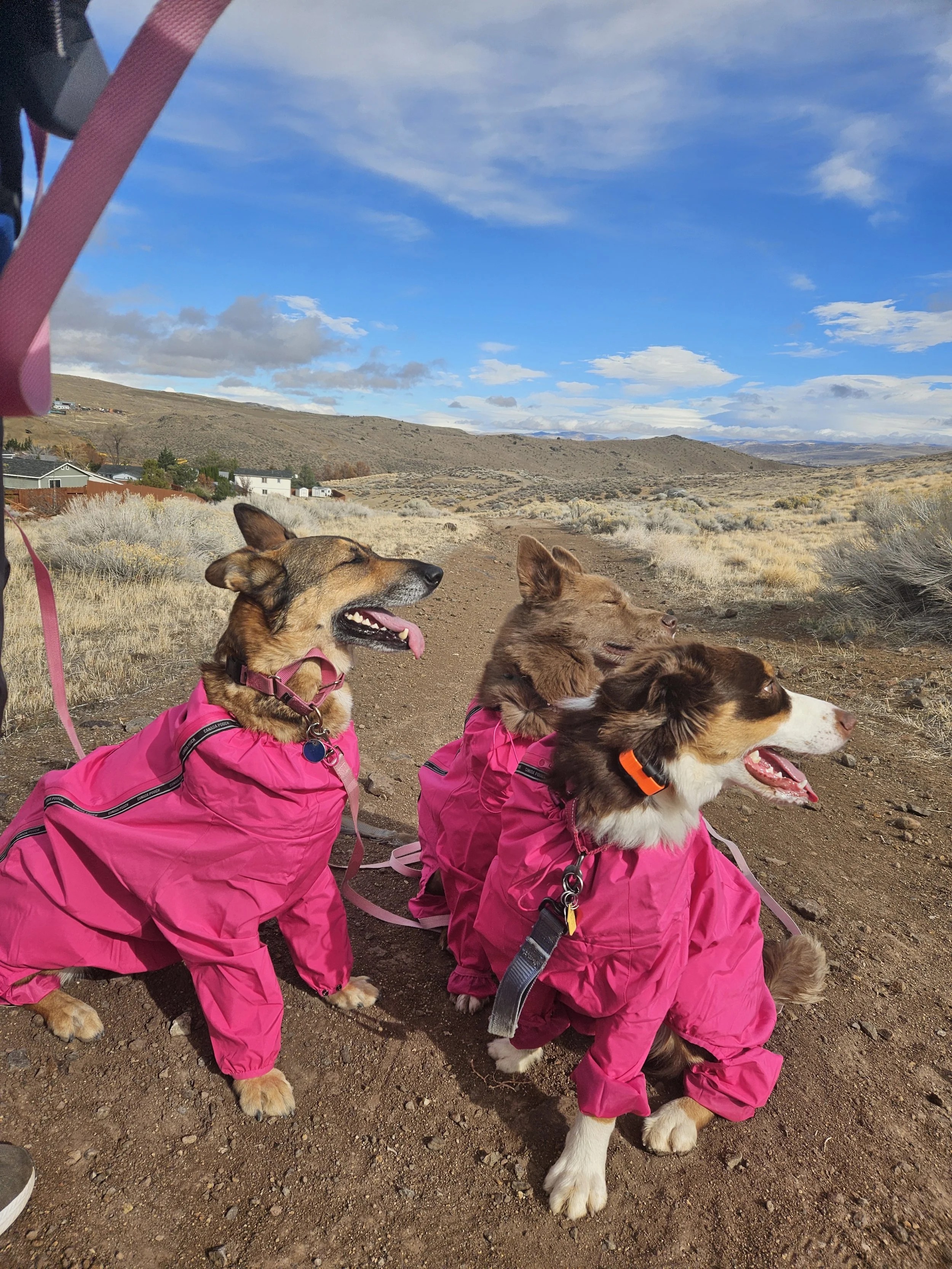 Three dogs in pink rain jackets sitting on a dirt trail in a hilly, desert landscape with a blue sky and clouds.