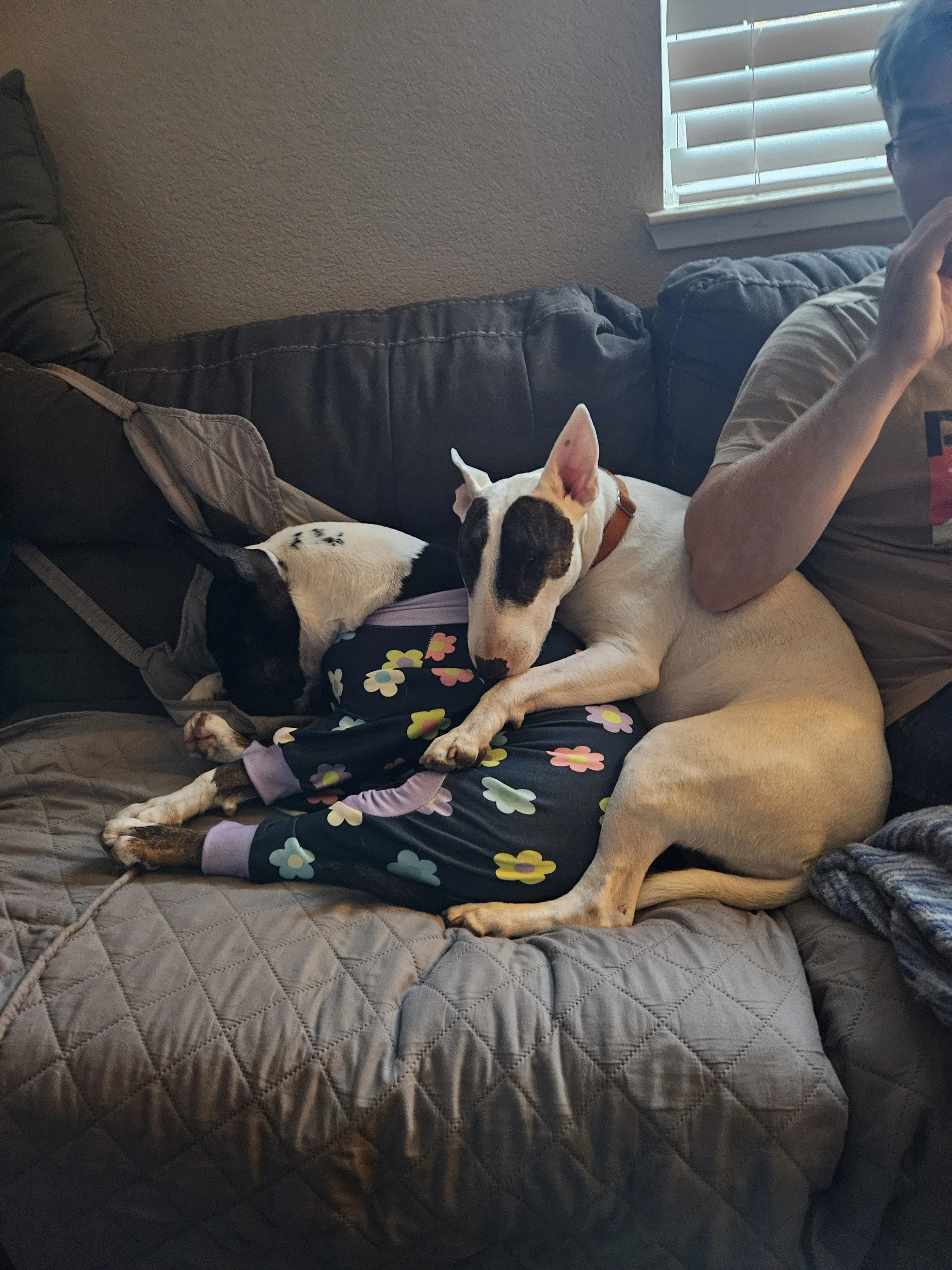 A person sitting on a couch with two dogs, one large white dog with black markings and a smaller black and white dog, resting together on her lap, near a window with blinds.