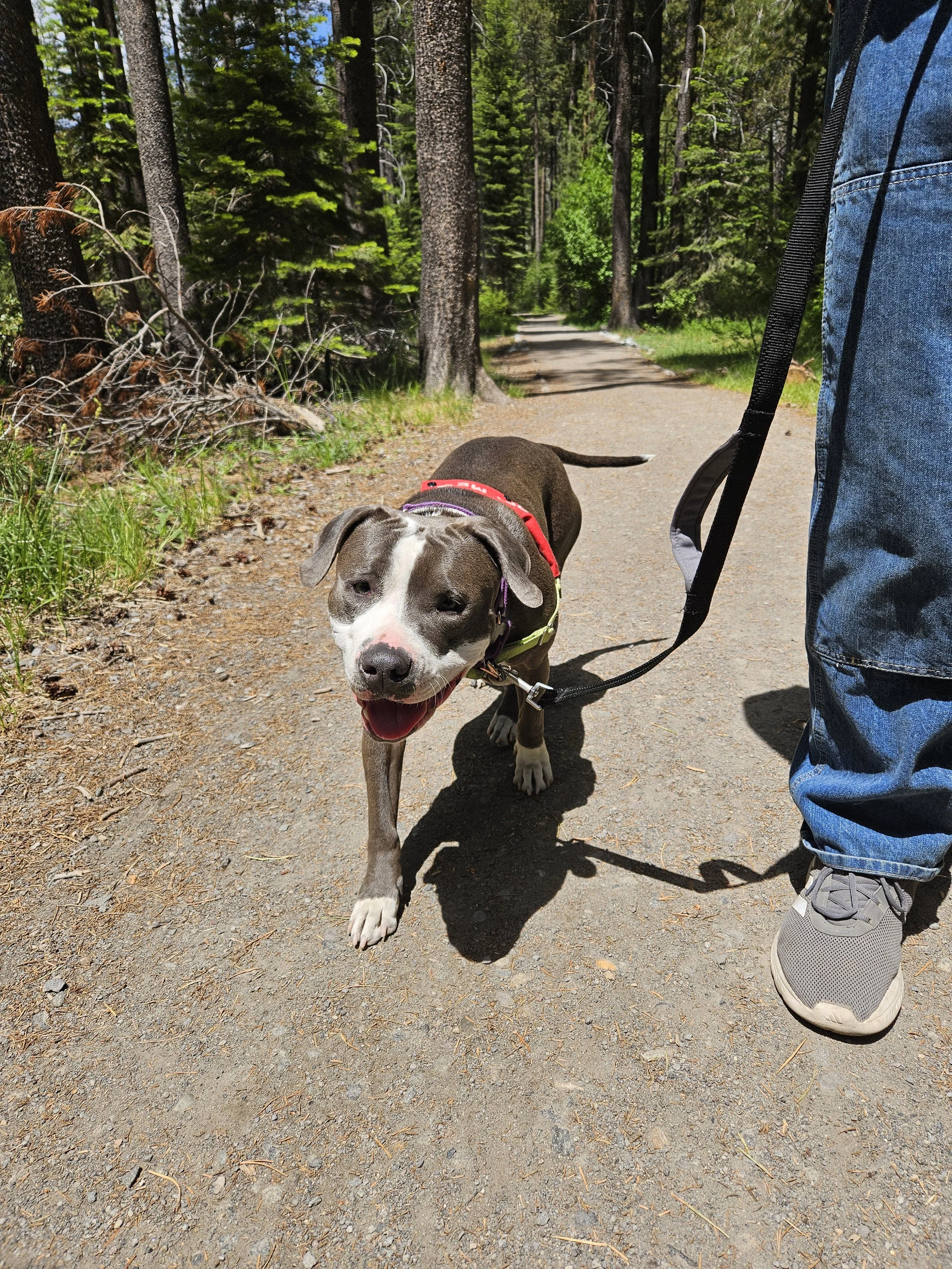 A dog on a walk in the woods, held on a leash by a person wearing blue jeans and gray sneakers.