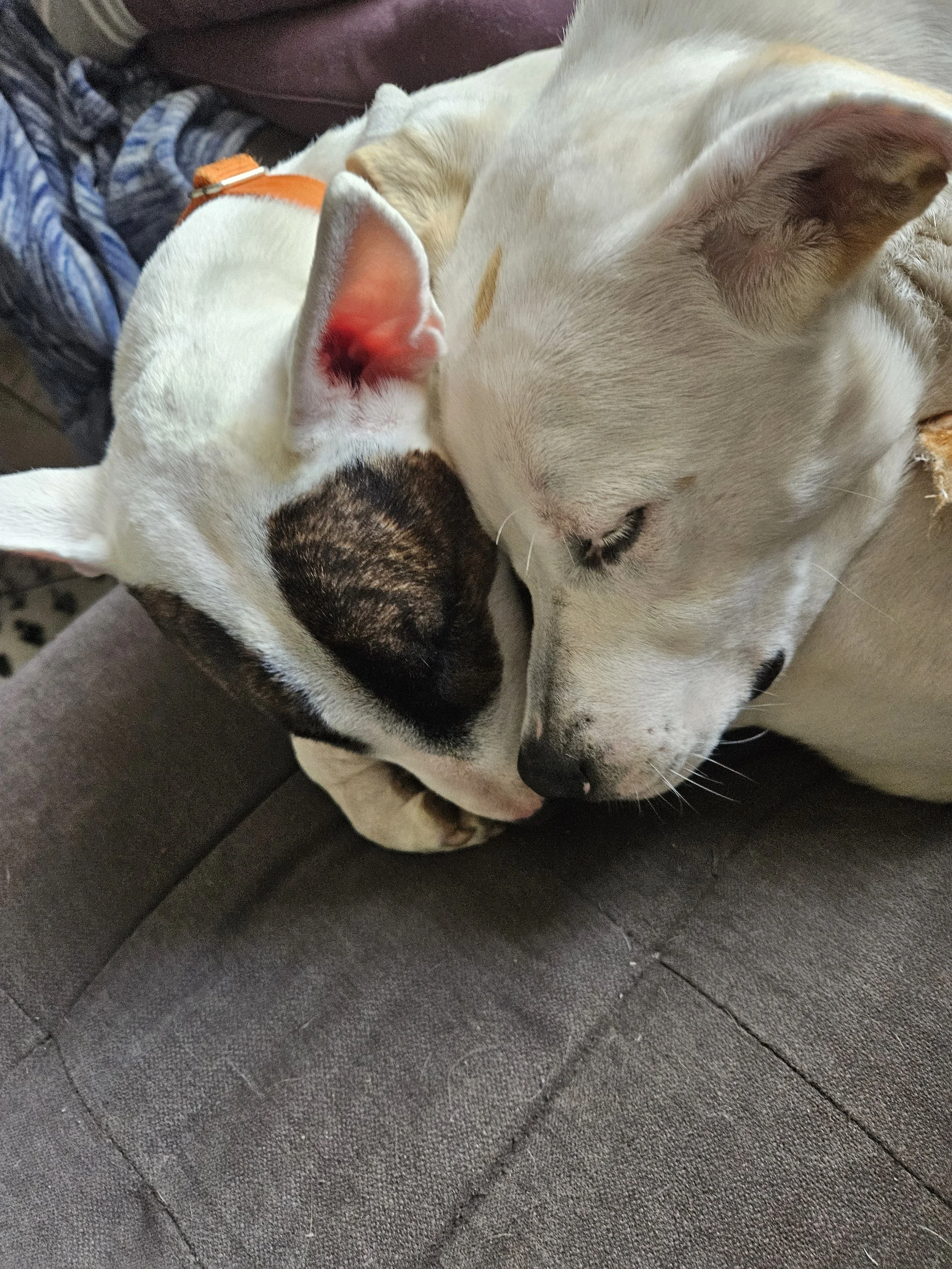 Two dogs sleeping close together on a gray couch, one with white fur and the other with white and black markings, appearing to be comforting each other.