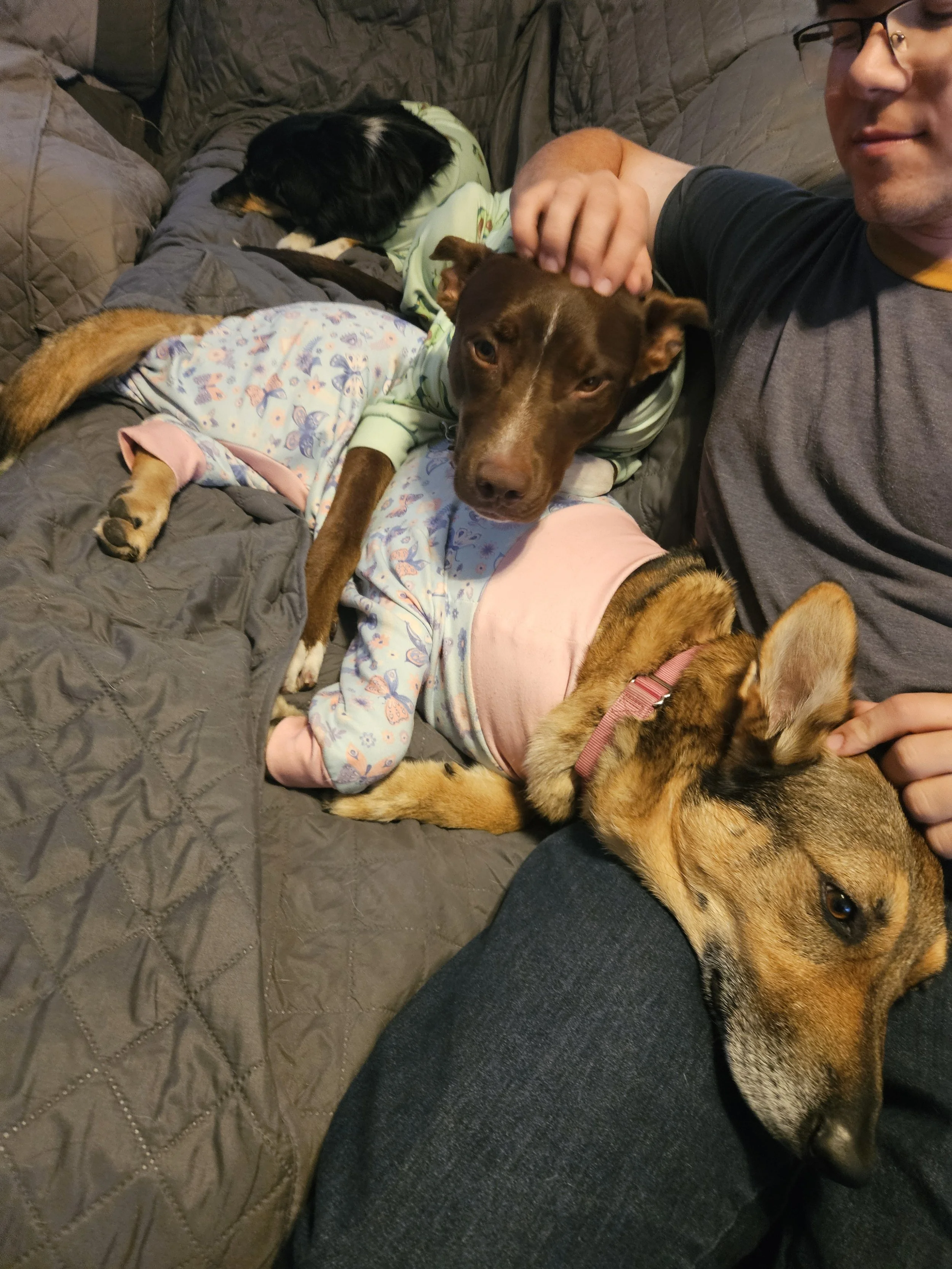 A person sitting on a couch with three dogs, two of which are lying on the couch and one resting on the person's lap, all wearing pajamas.
