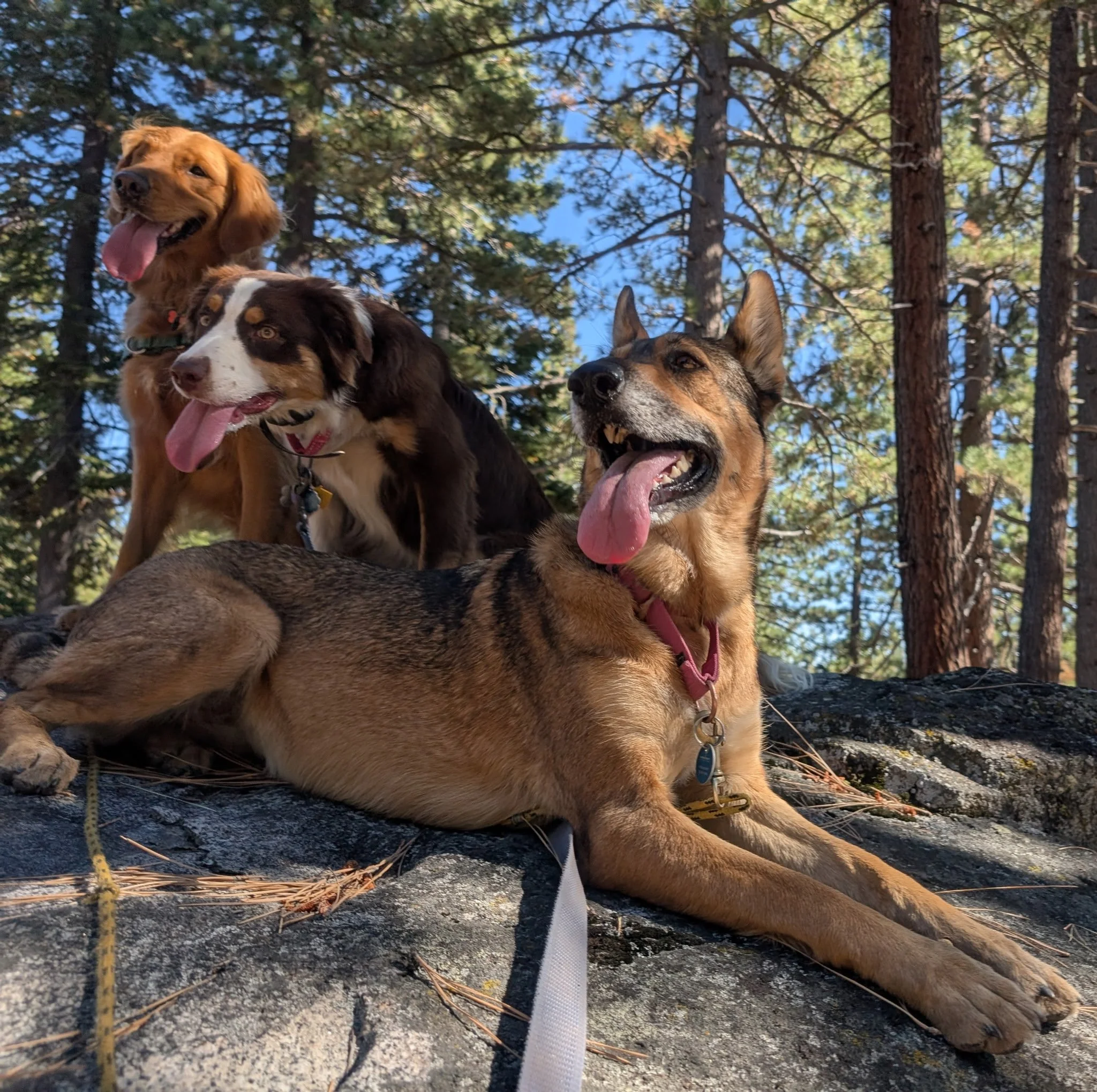 Three dogs sitting on a rock in a forest, with trees and blue sky in the background, all with their tongues out.