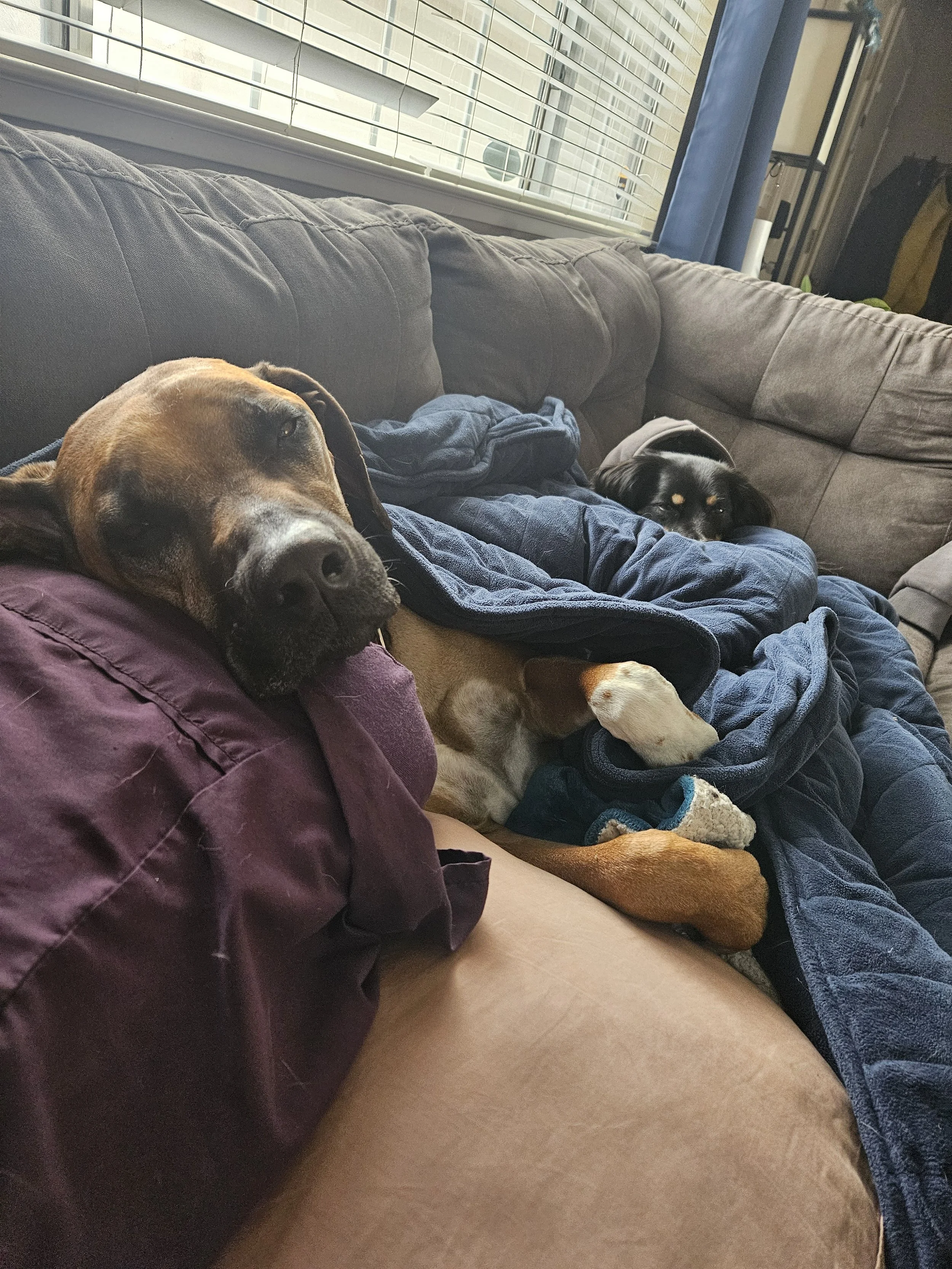Two dogs resting on a couch with blankets in a living room, near a window with blinds.