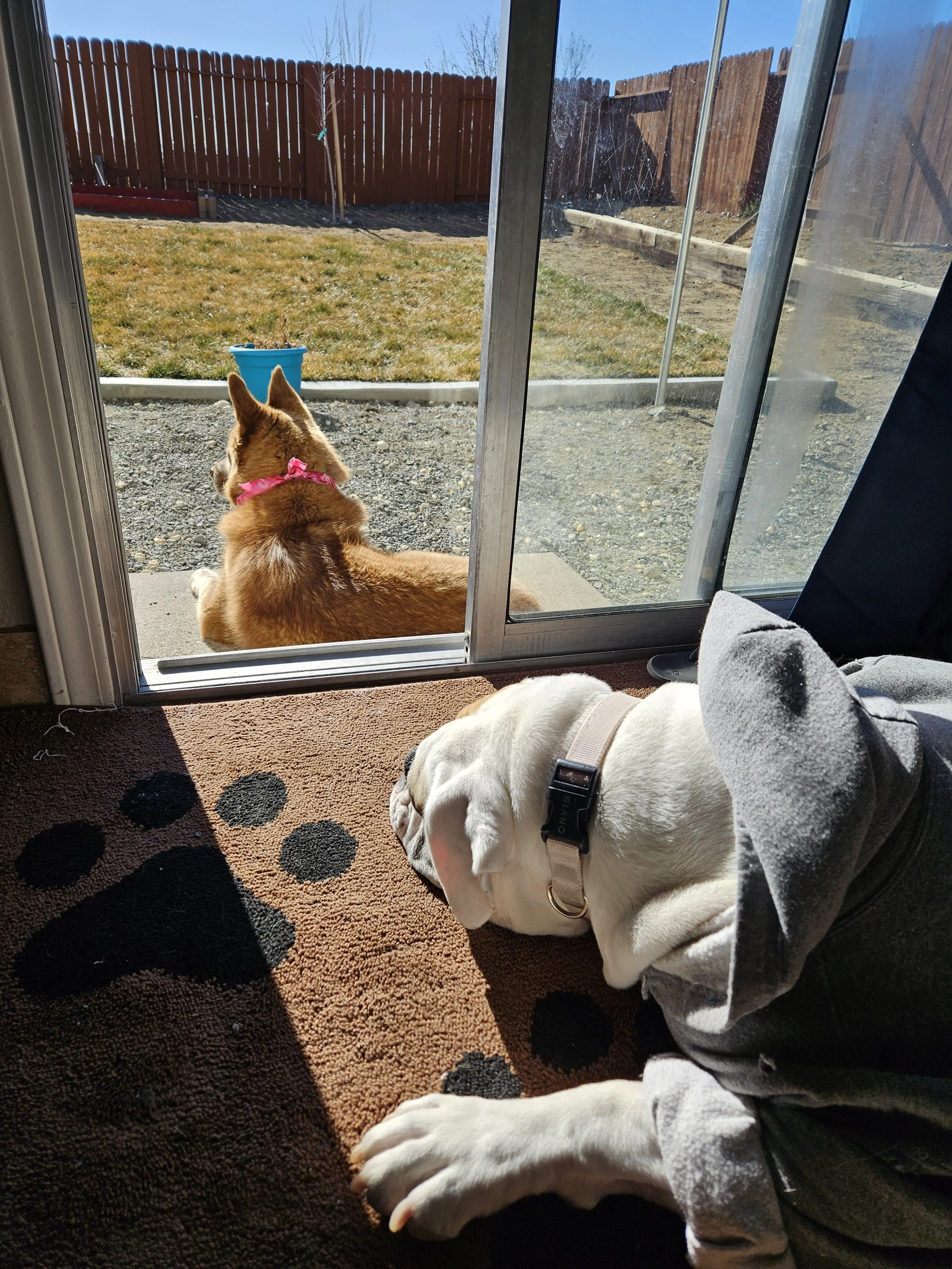 A white dog lying on a brown and black paw print patterned rug inside a house, looking outside through a sliding glass door at a brown dog sitting on the concrete patio in the yard. The yard has grass, a blue container, and a wooden fence.