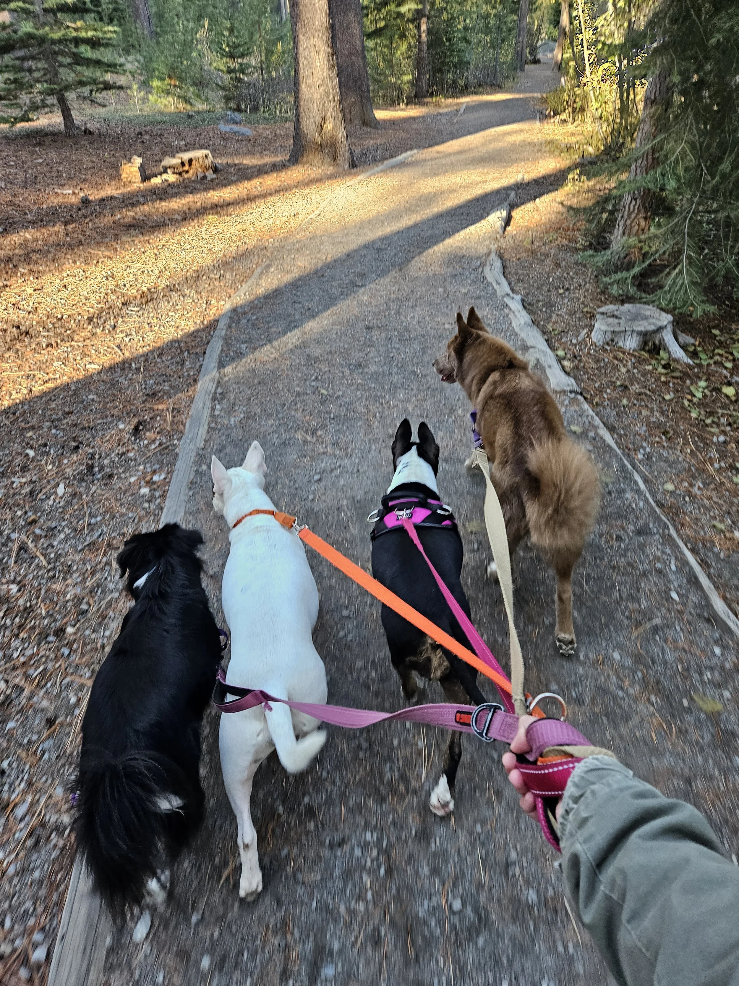 A person walking three dogs along a wooded trail during what appears to be late afternoon or early evening. The dogs are different breeds and colors, including black, white, and brown, all on leash, surrounded by trees and natural scenery.